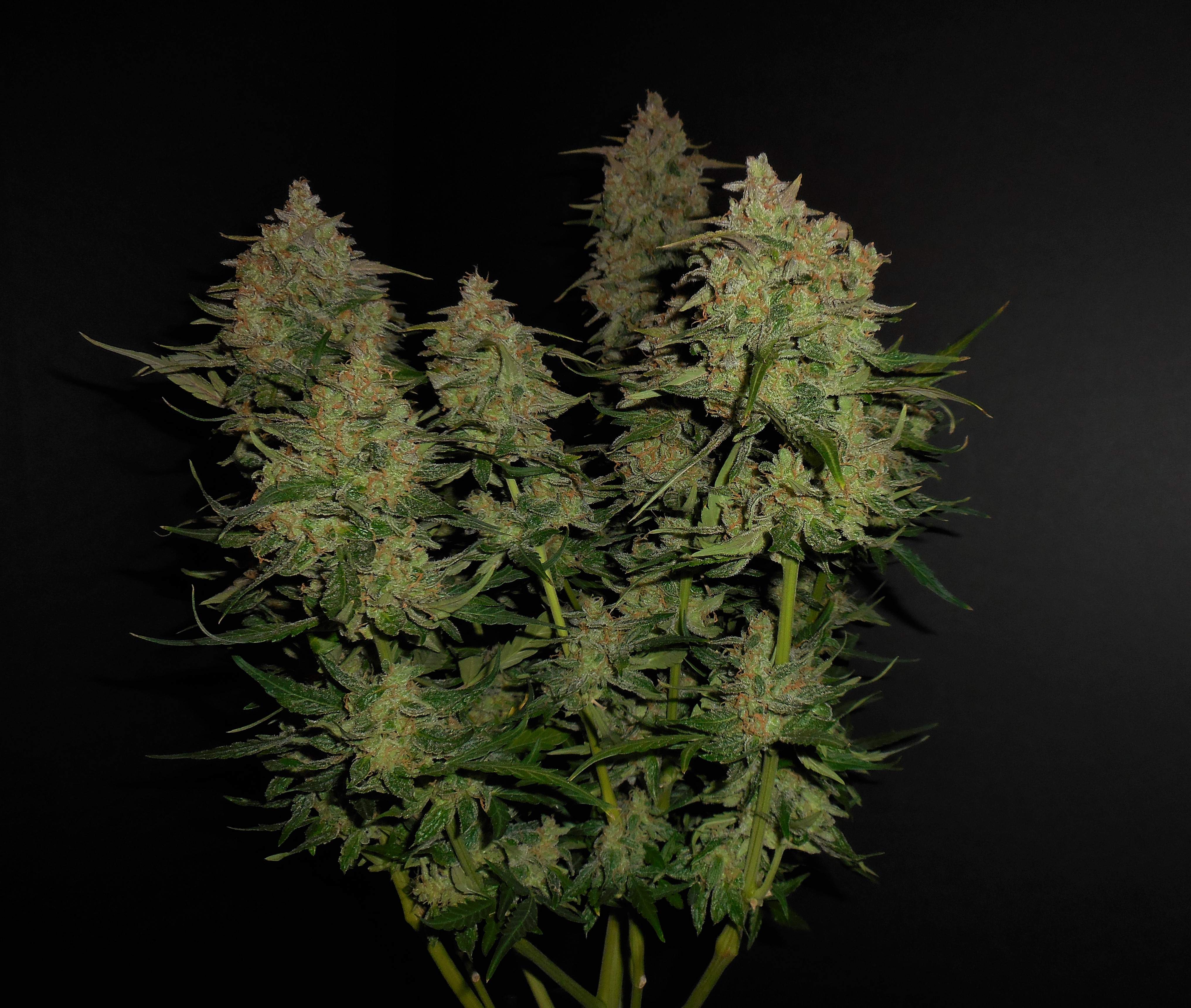 Fast Buds Lemon AK Auto Feminisiert Autoflower