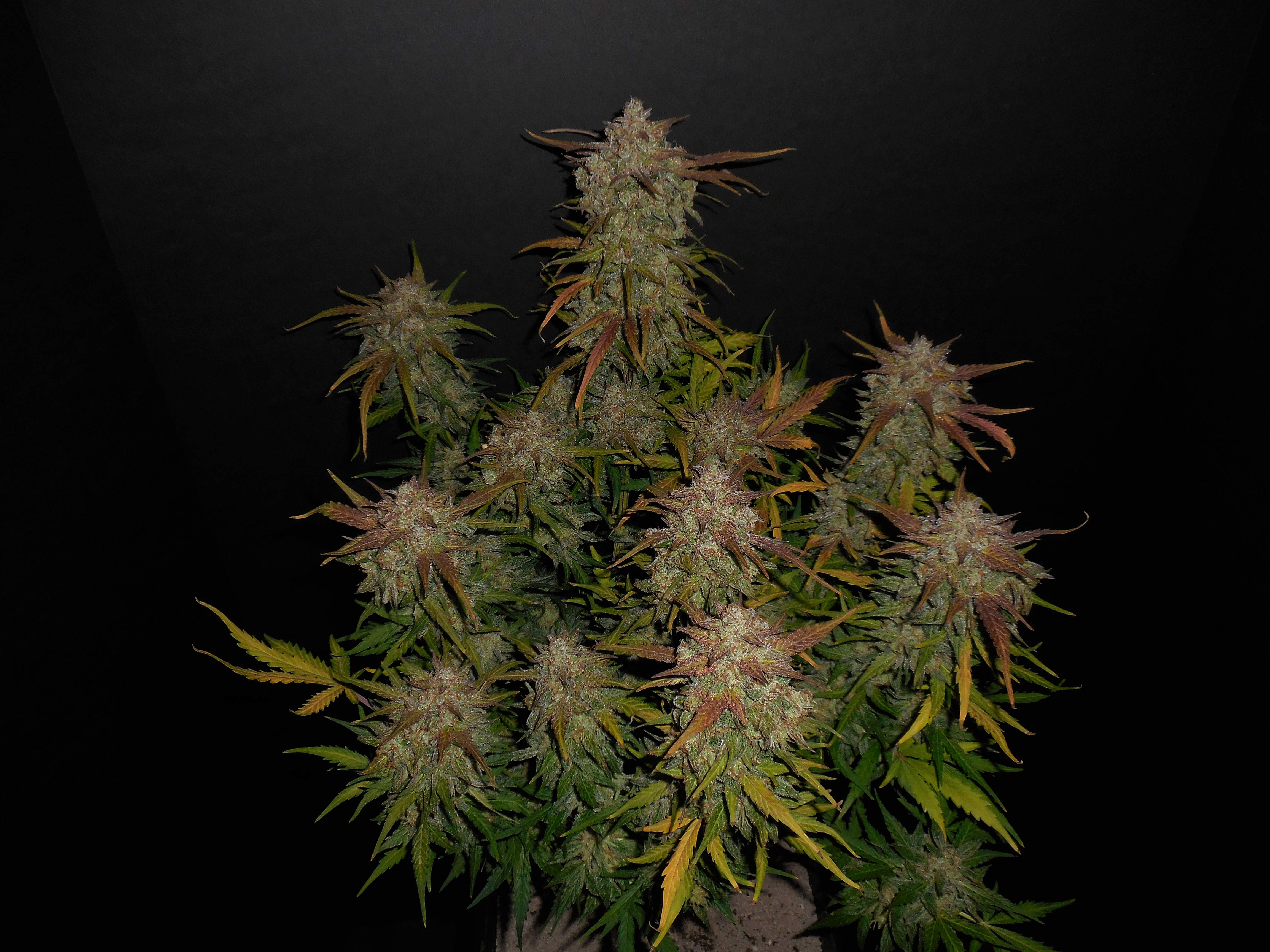 Fast Buds Lemon AK Auto Feminisiert Autoflower