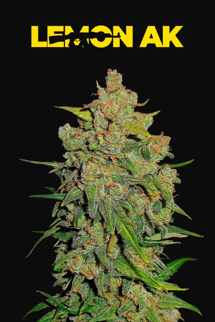 Fast Buds Lemon AK Auto Feminisiert Autoflower