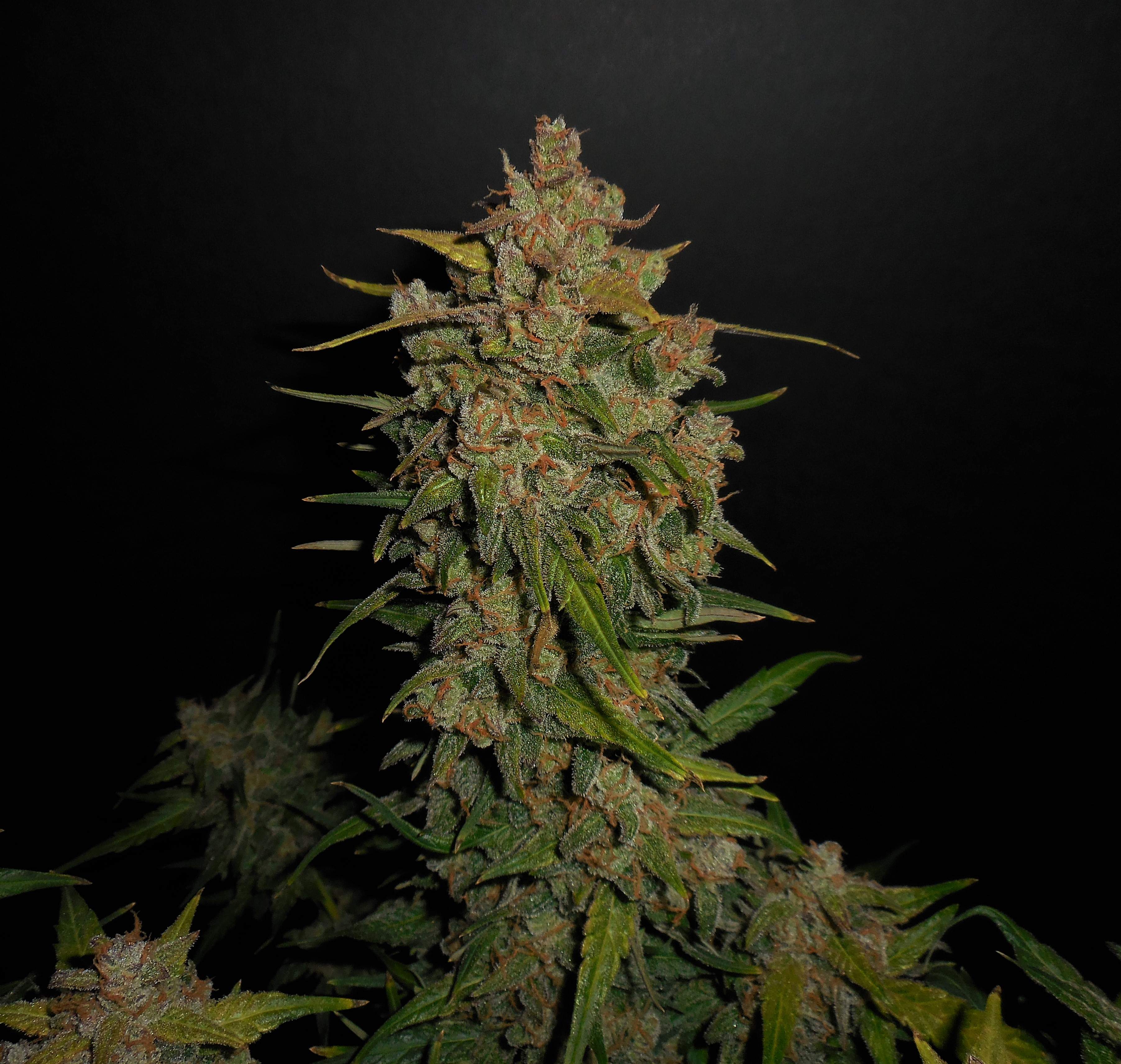 Fast Buds Lemon AK Auto Feminisiert Autoflower