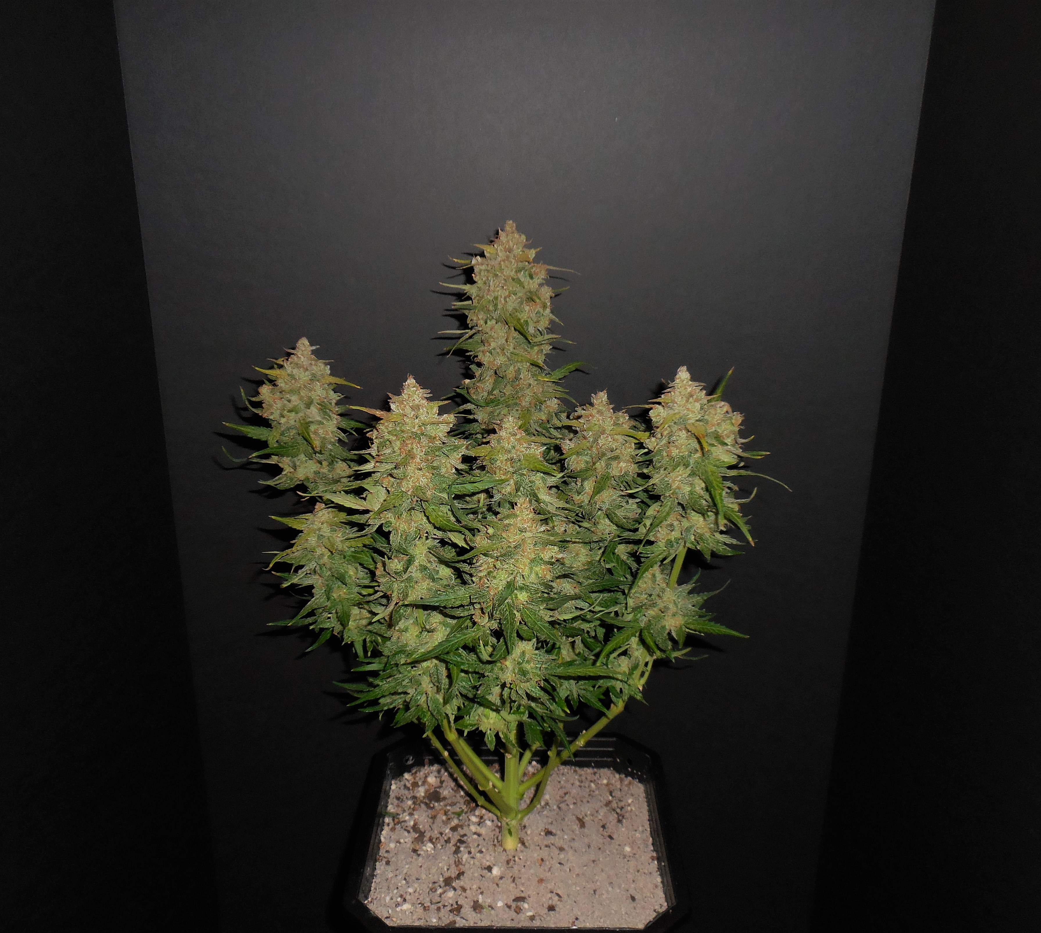 Fast Buds Lemon AK Auto Feminisiert Autoflower