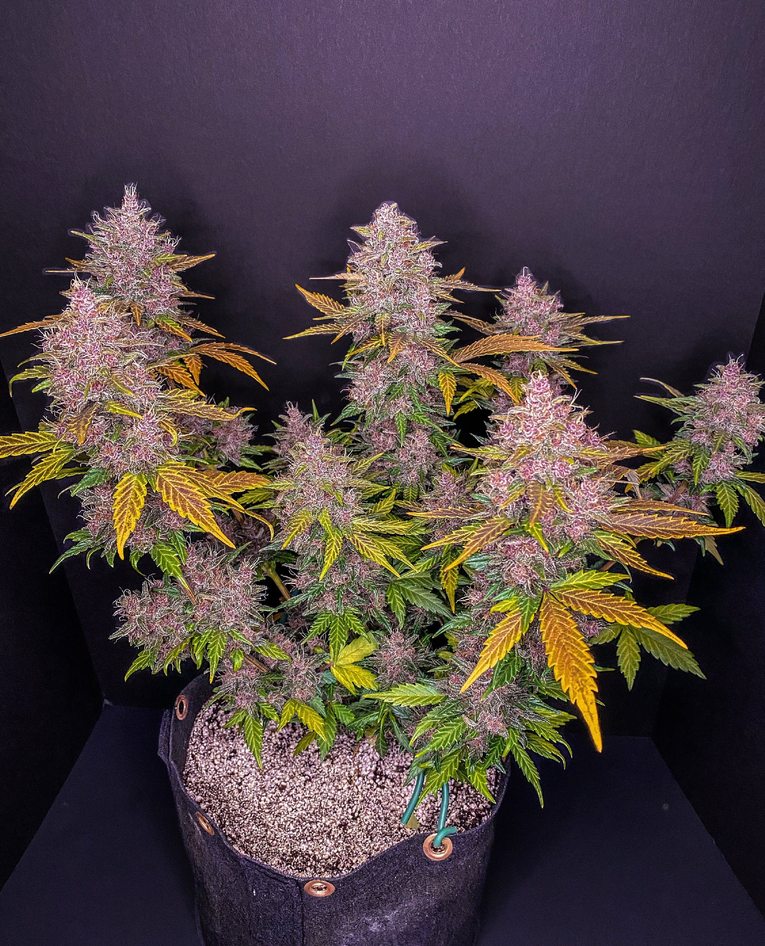 Fast Buds LSD-25 Auto Feminisiert Autoflower