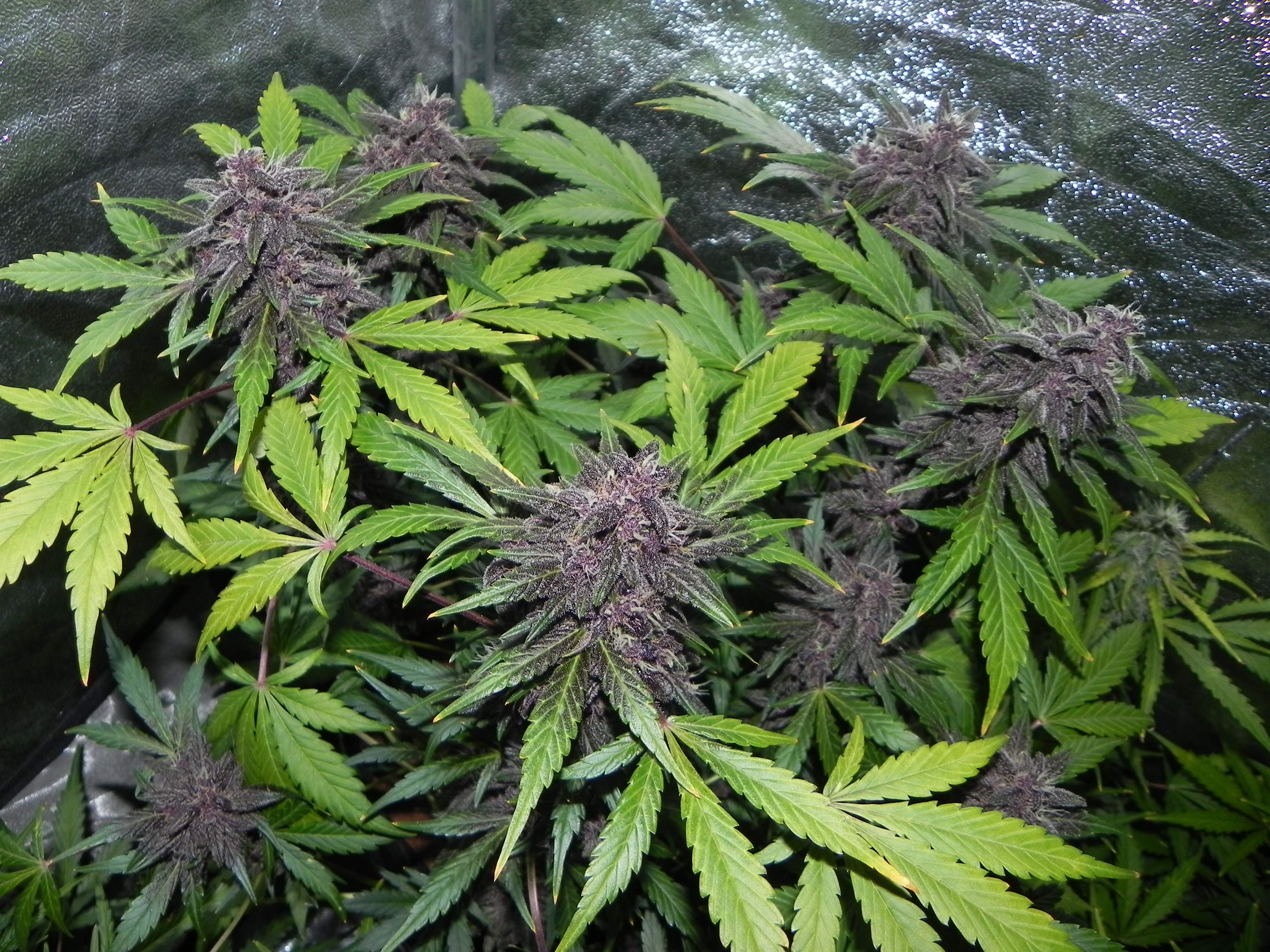 Fast Buds LSD-25 Auto Feminisiert Autoflower