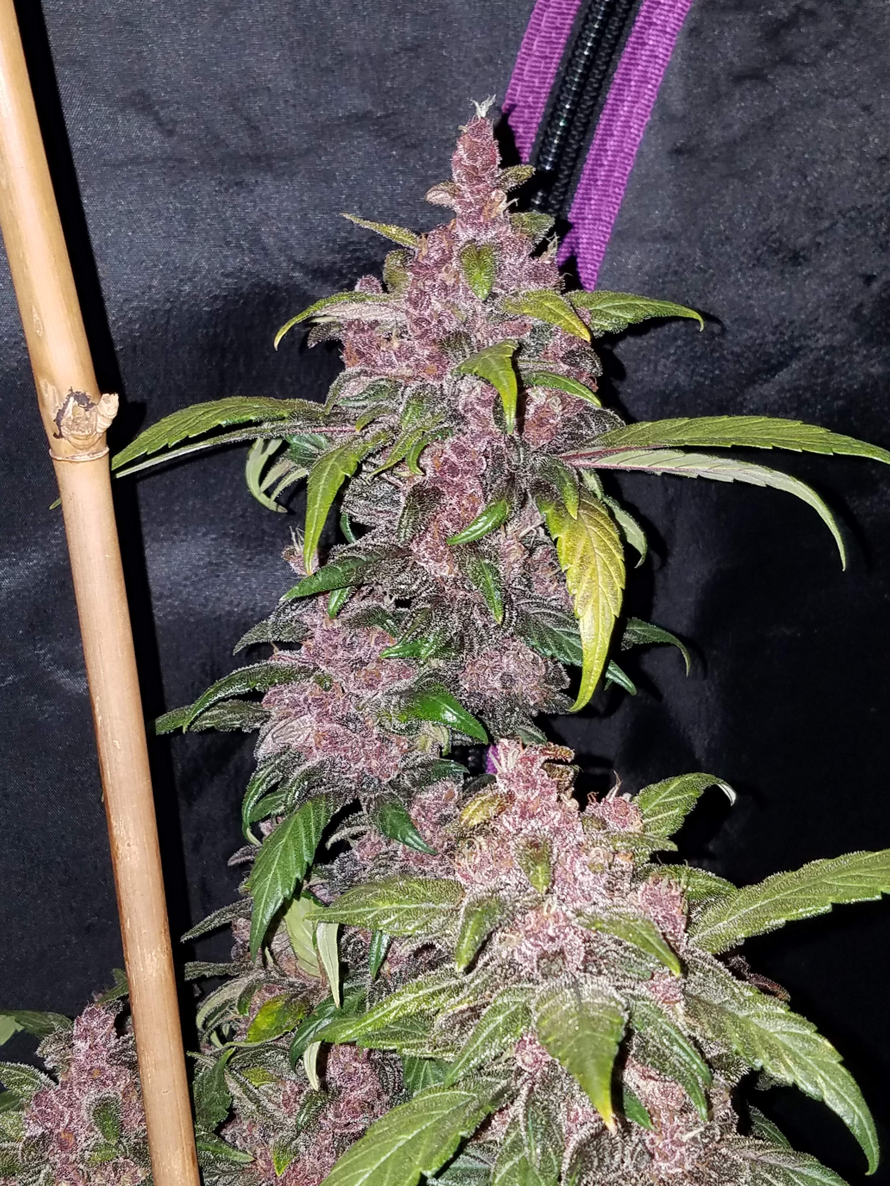 Fast Buds LSD-25 Auto Feminisiert Autoflower