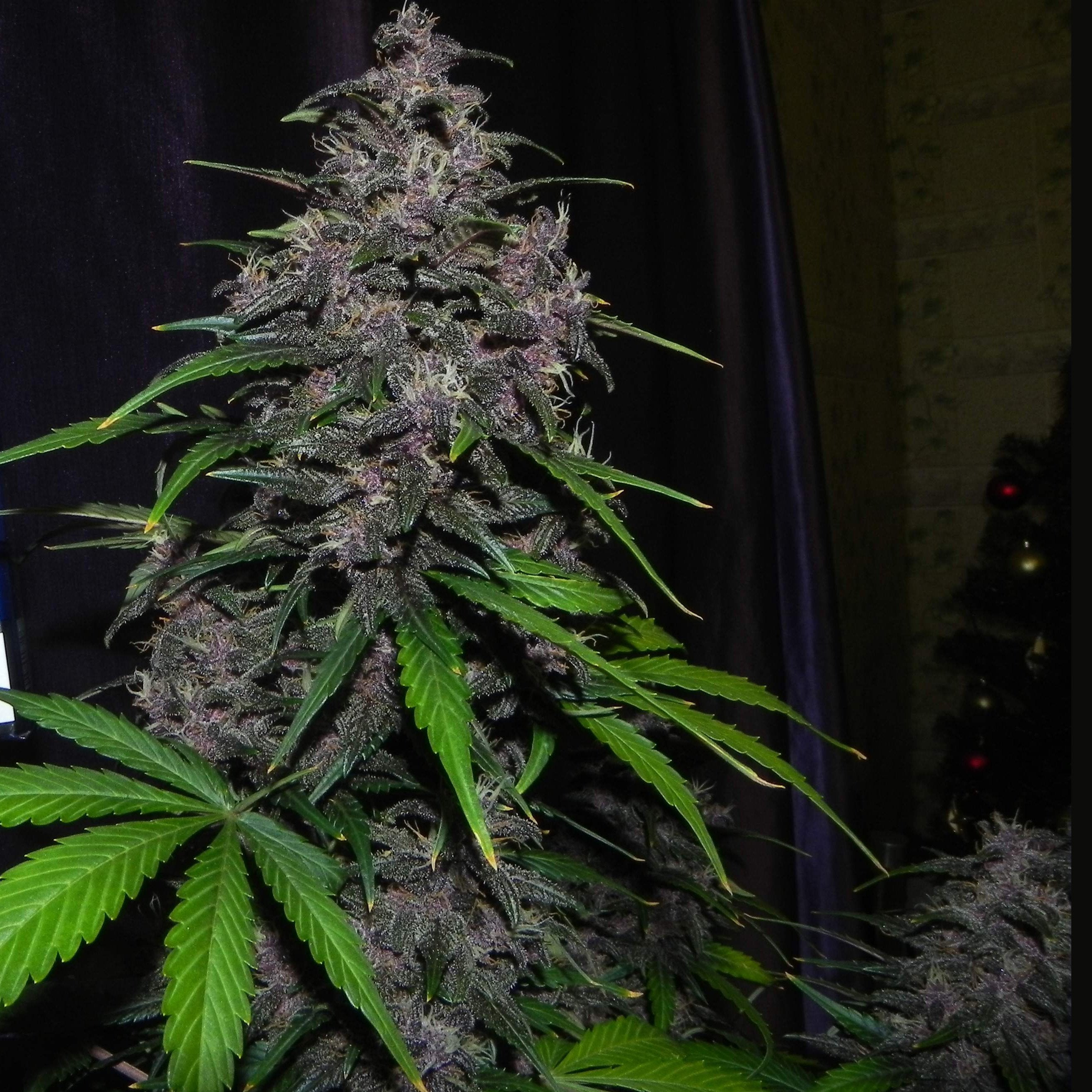 Fast Buds LSD-25 Auto Feminisiert Autoflower