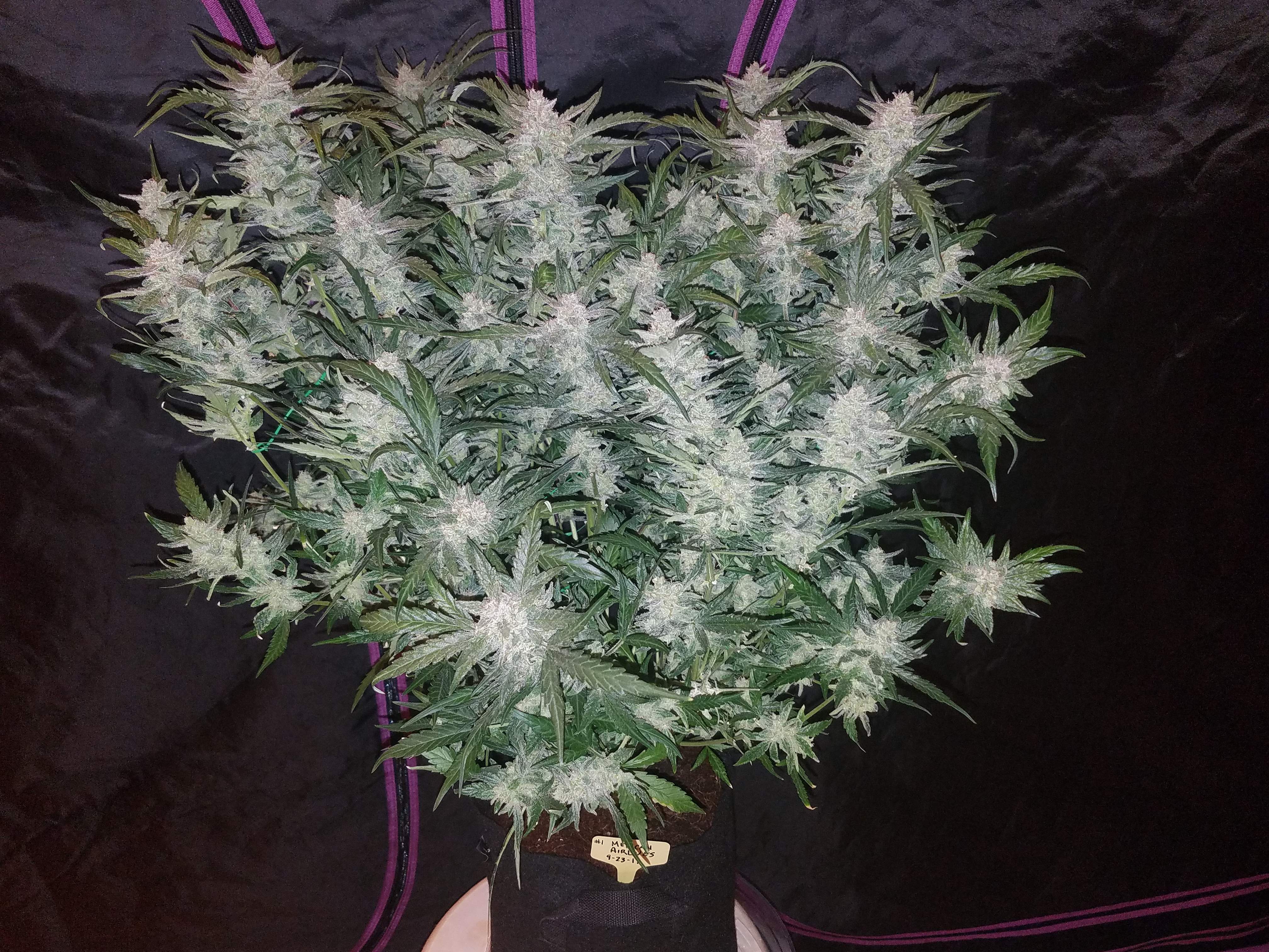 Fast Buds Mexican Airlines Auto Feminisierte Autoflower