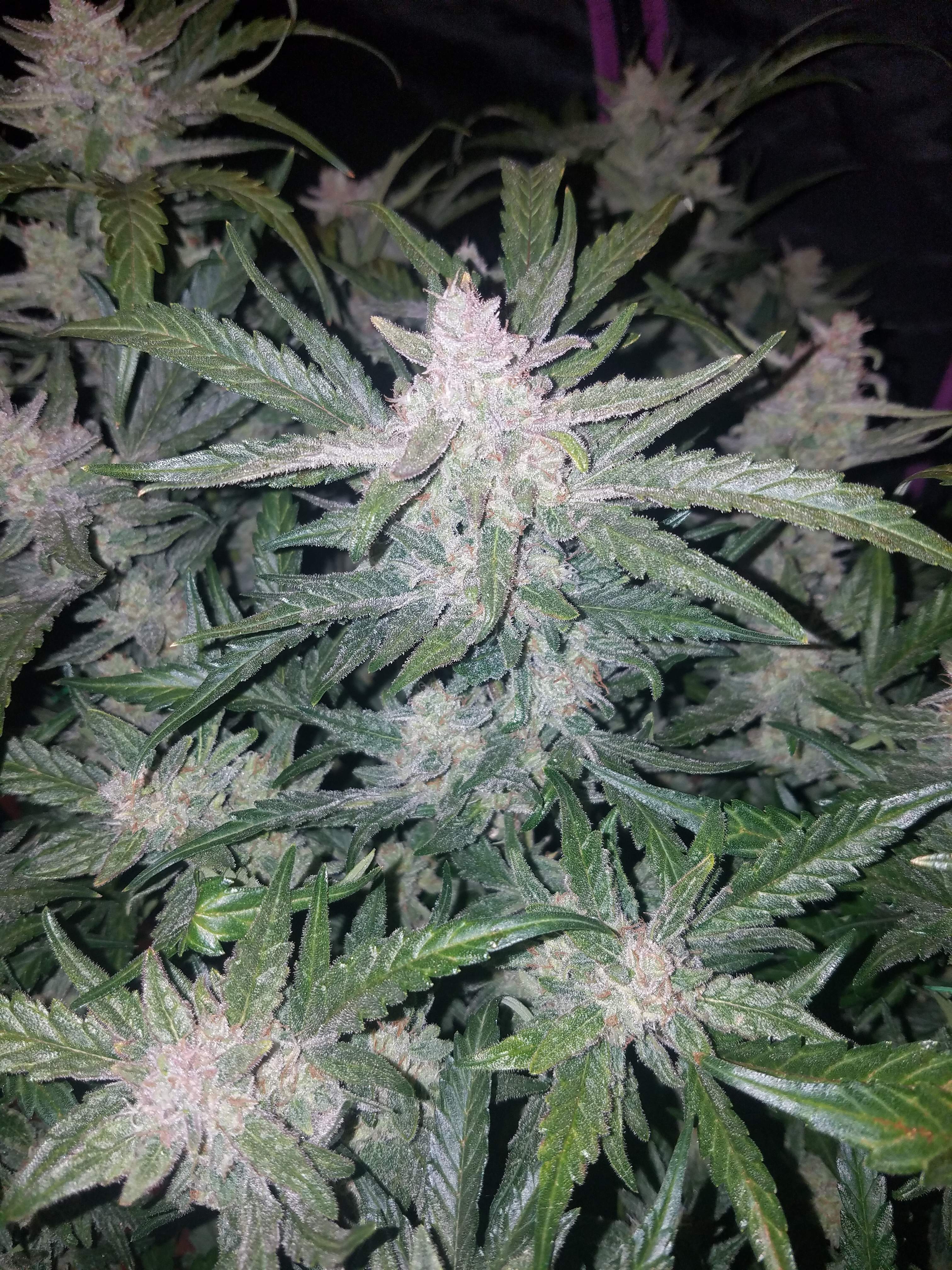 Fast Buds Mexican Airlines Auto Feminisierte Autoflower