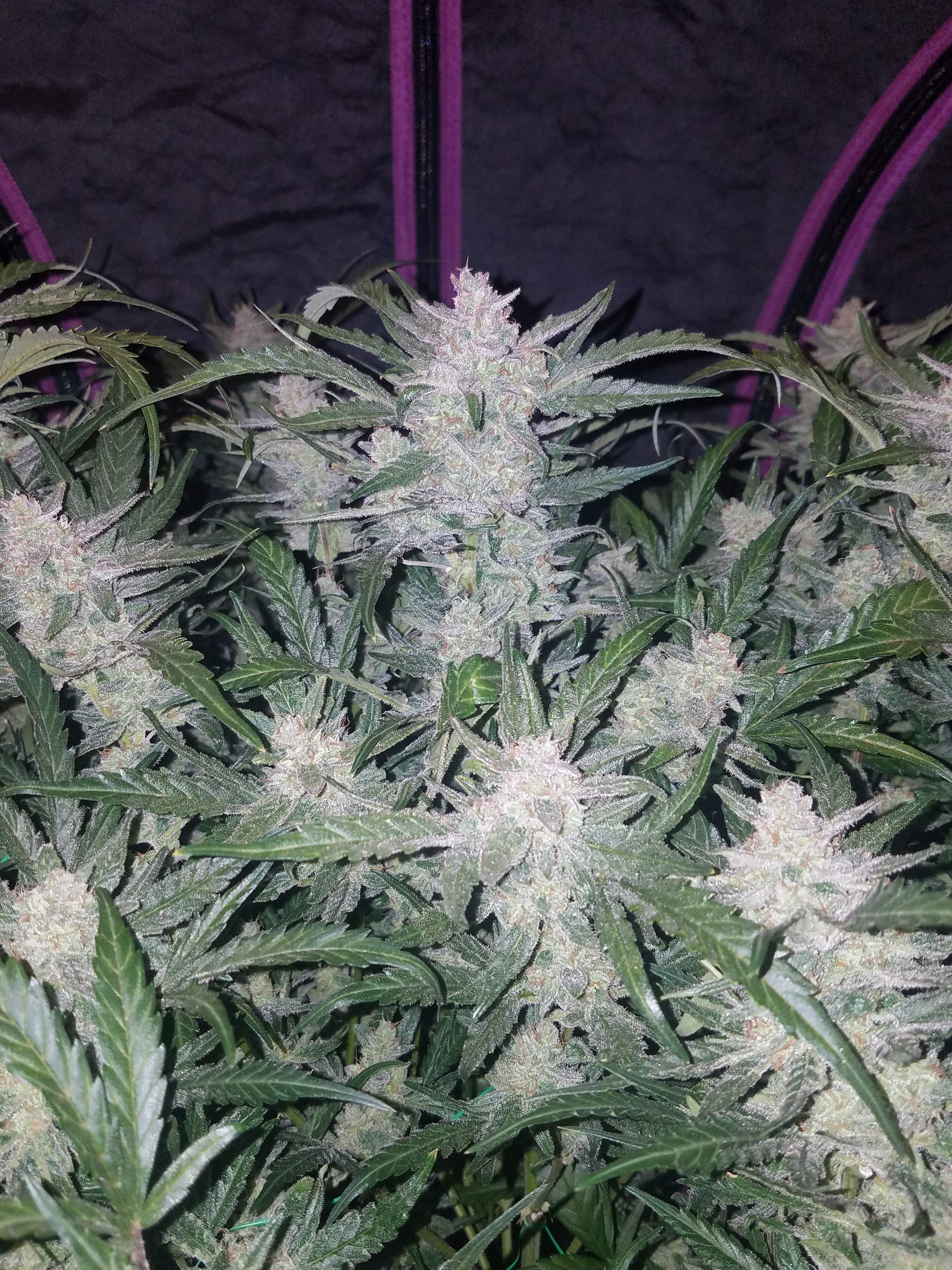 Fast Buds Mexican Airlines Auto Feminisierte Autoflower