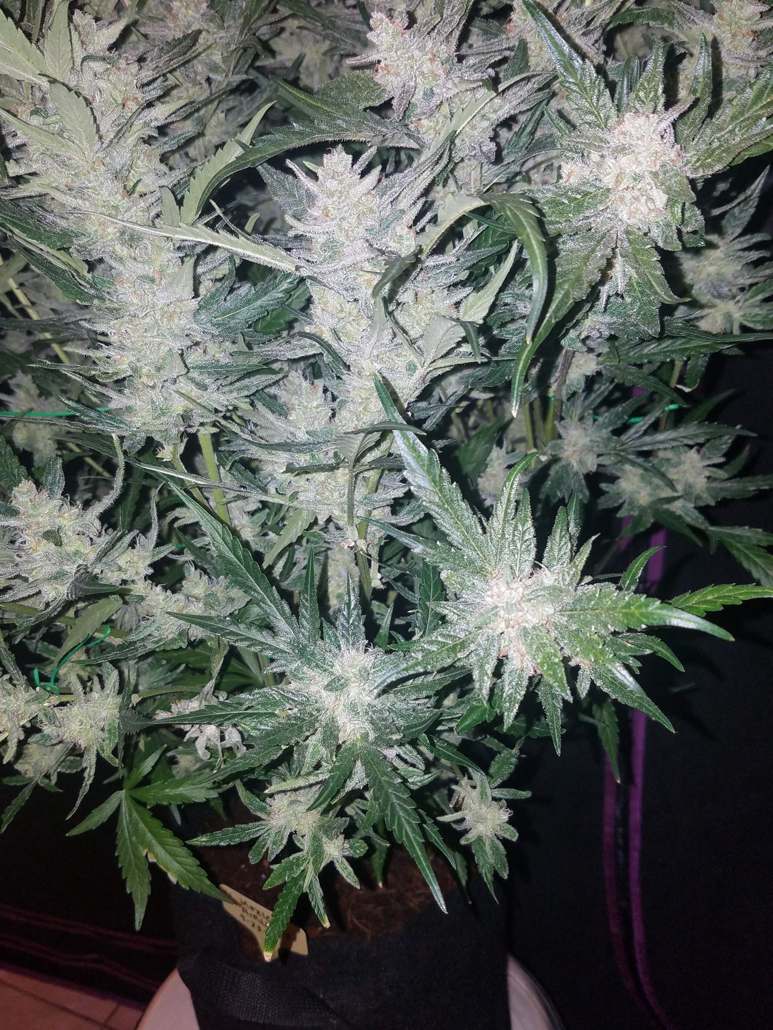 Fast Buds Mexican Airlines Auto Feminisierte Autoflower