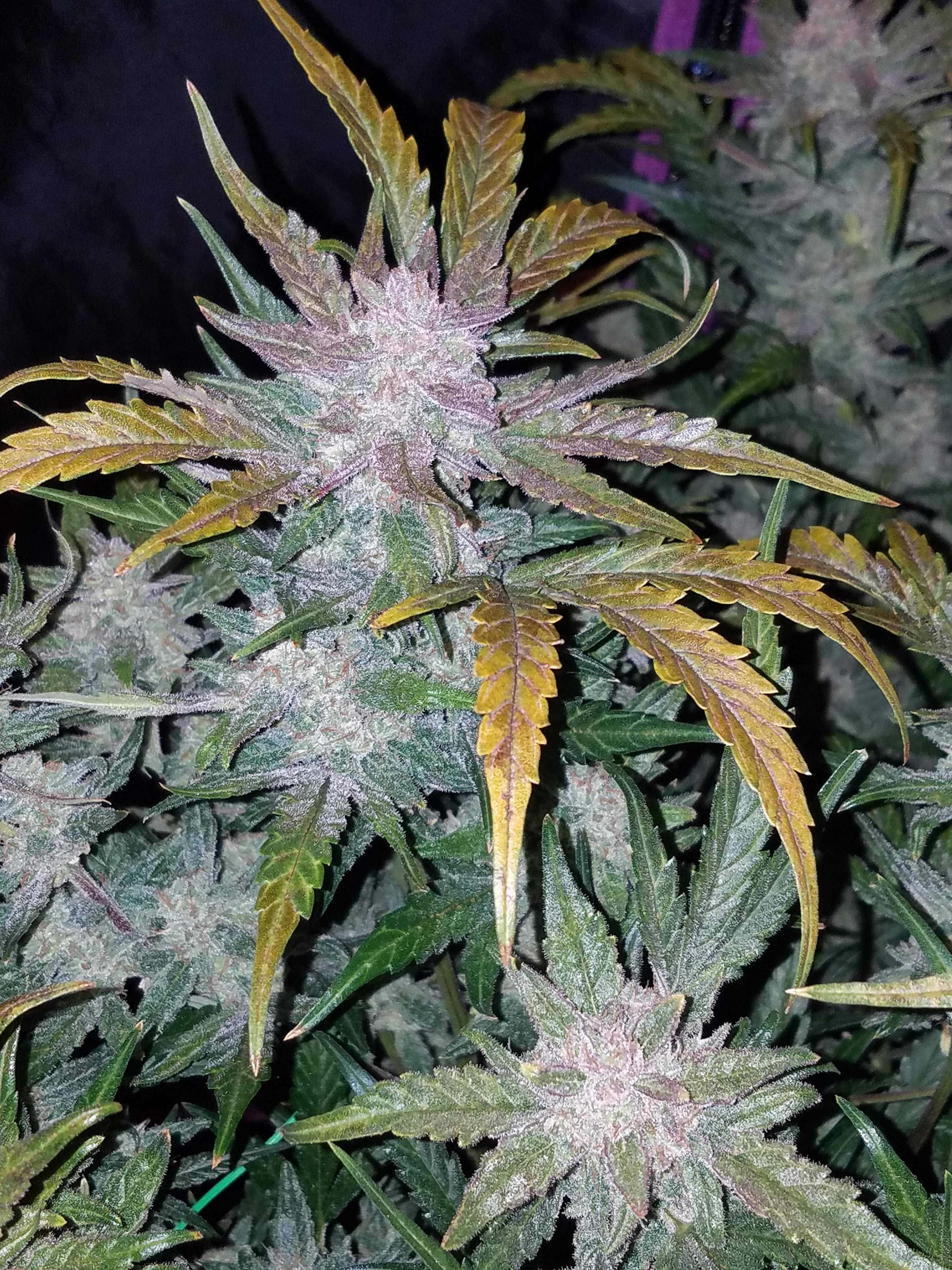 Fast Buds Mexican Airlines Auto Feminisierte Autoflower