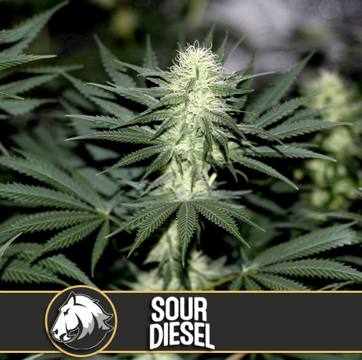 Blimburn Seeds Sour Diesel Feminisiert