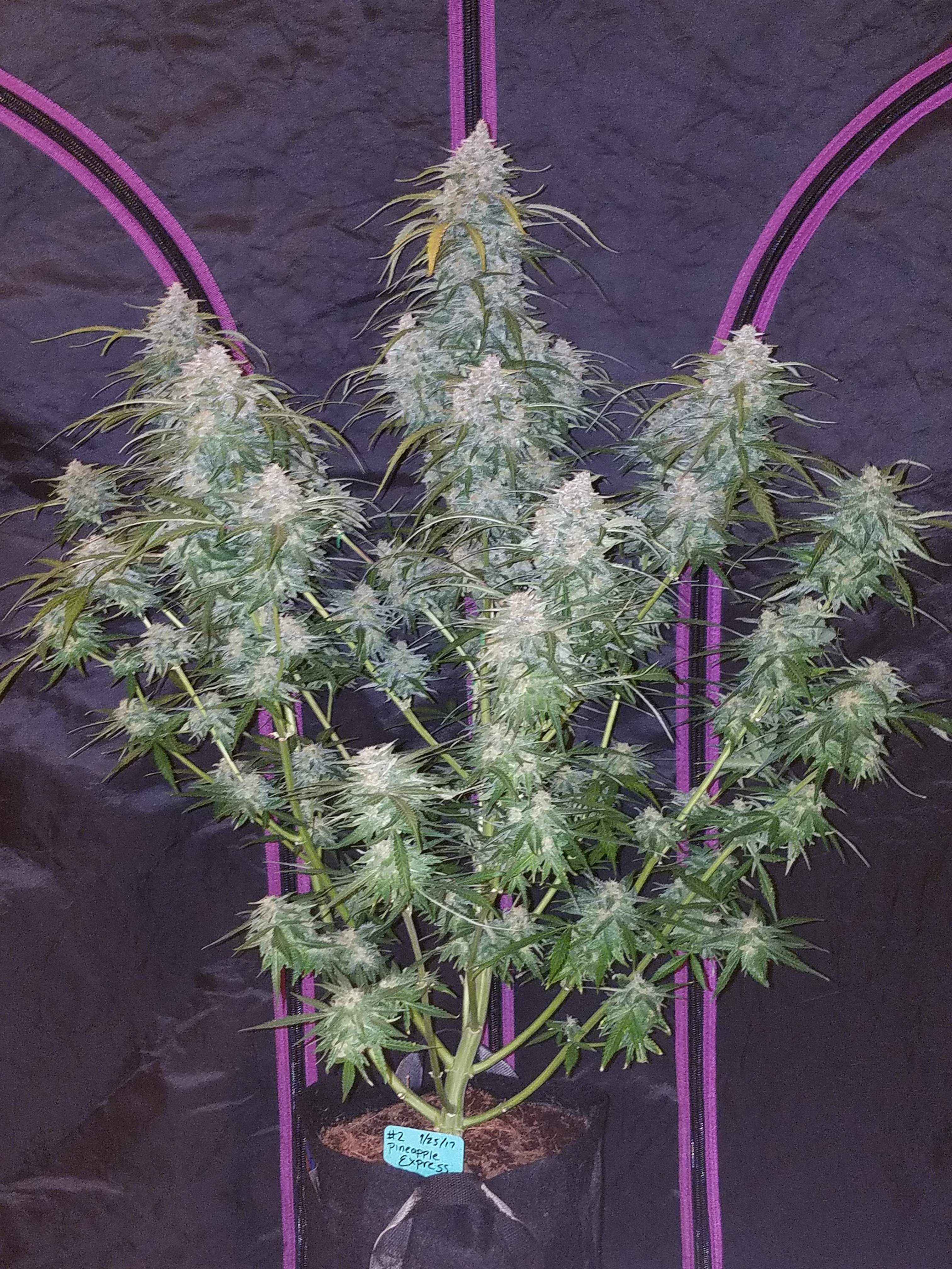 Fast Buds Pineapple Express Auto Feminisiert Autoflower