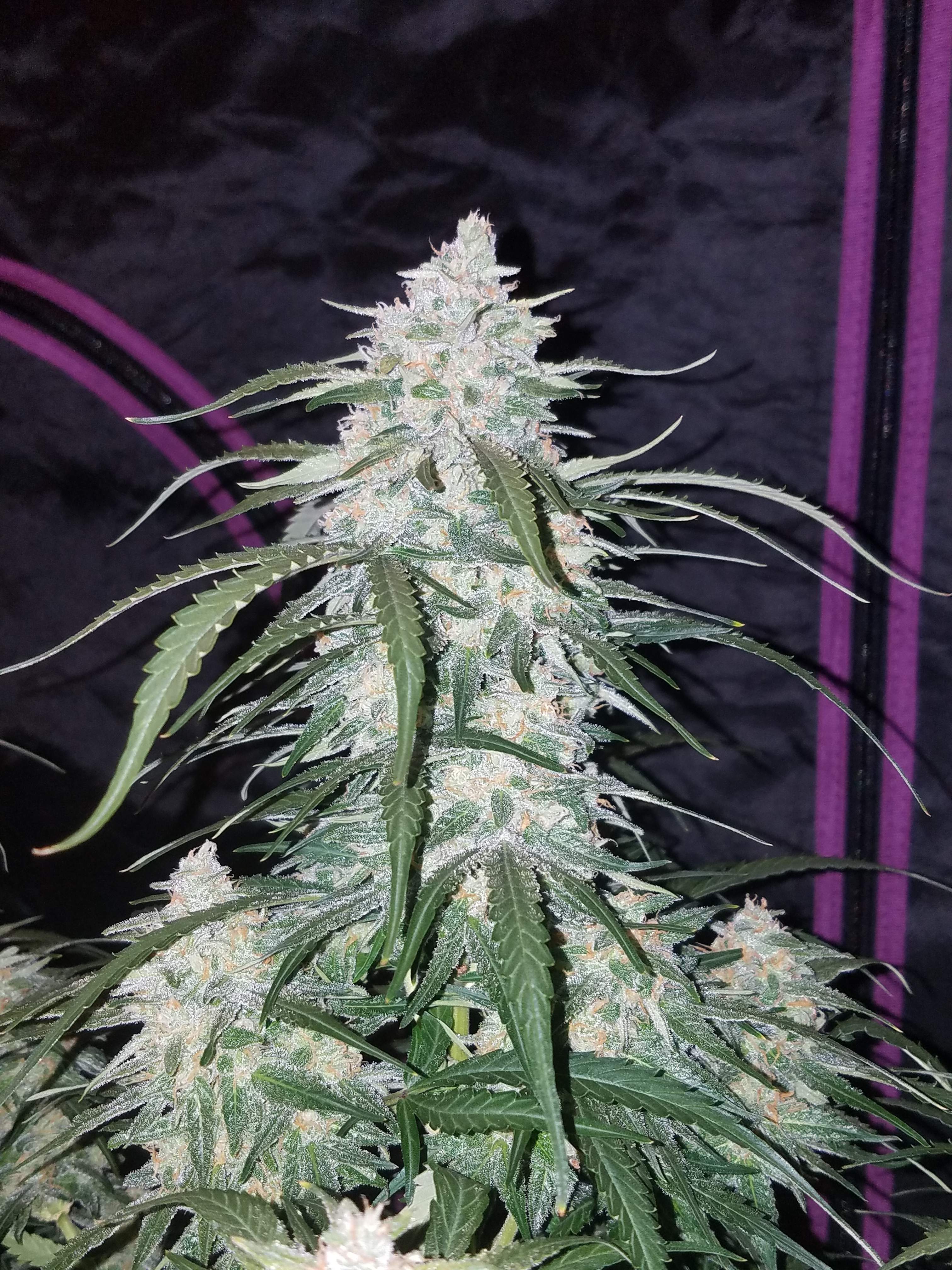 Fast Buds Pineapple Express Auto Feminisiert Autoflower