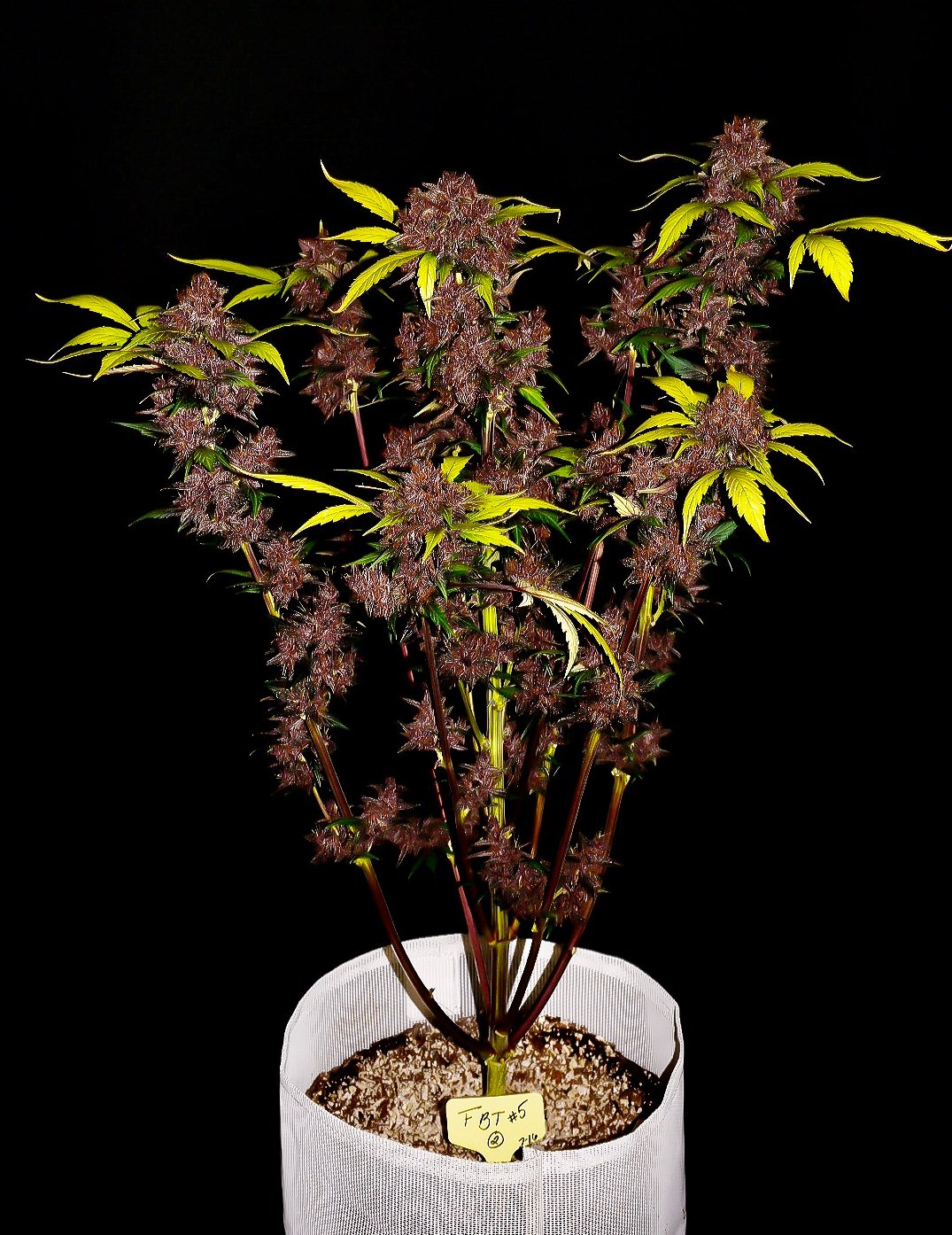 Fast Buds Purple Lemonade Auto Feminisiert Autoflower