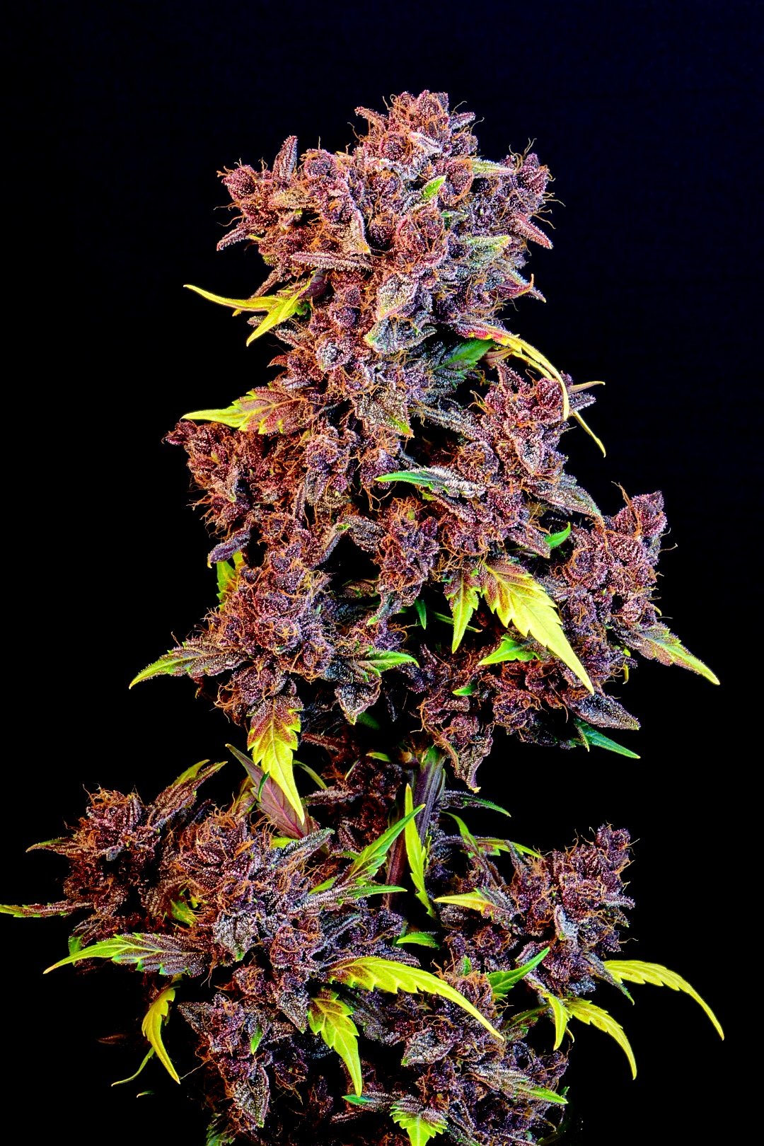 Fast Buds Purple Lemonade Auto Feminisiert Autoflower