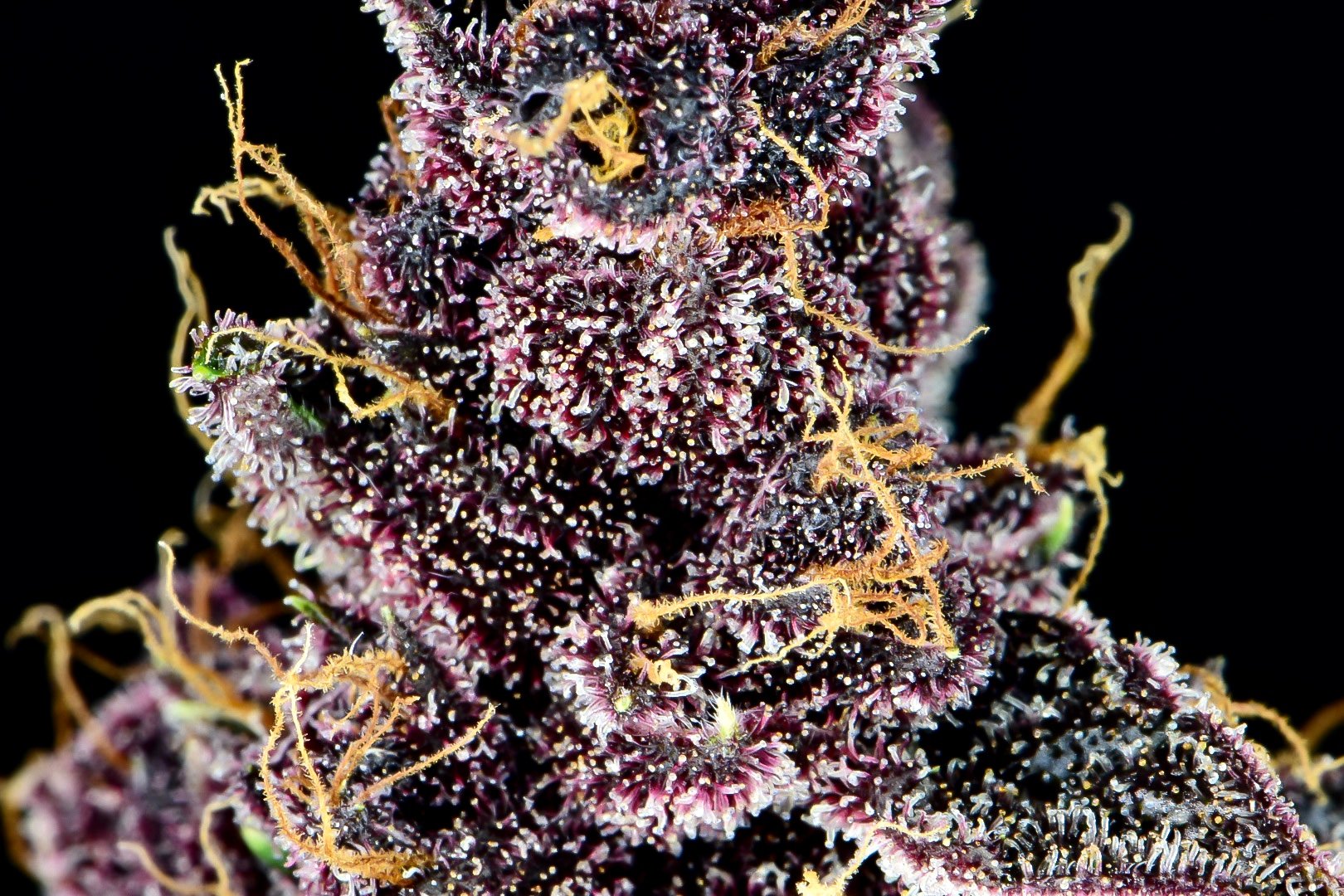 Fast Buds Purple Lemonade Auto Feminisiert Autoflower