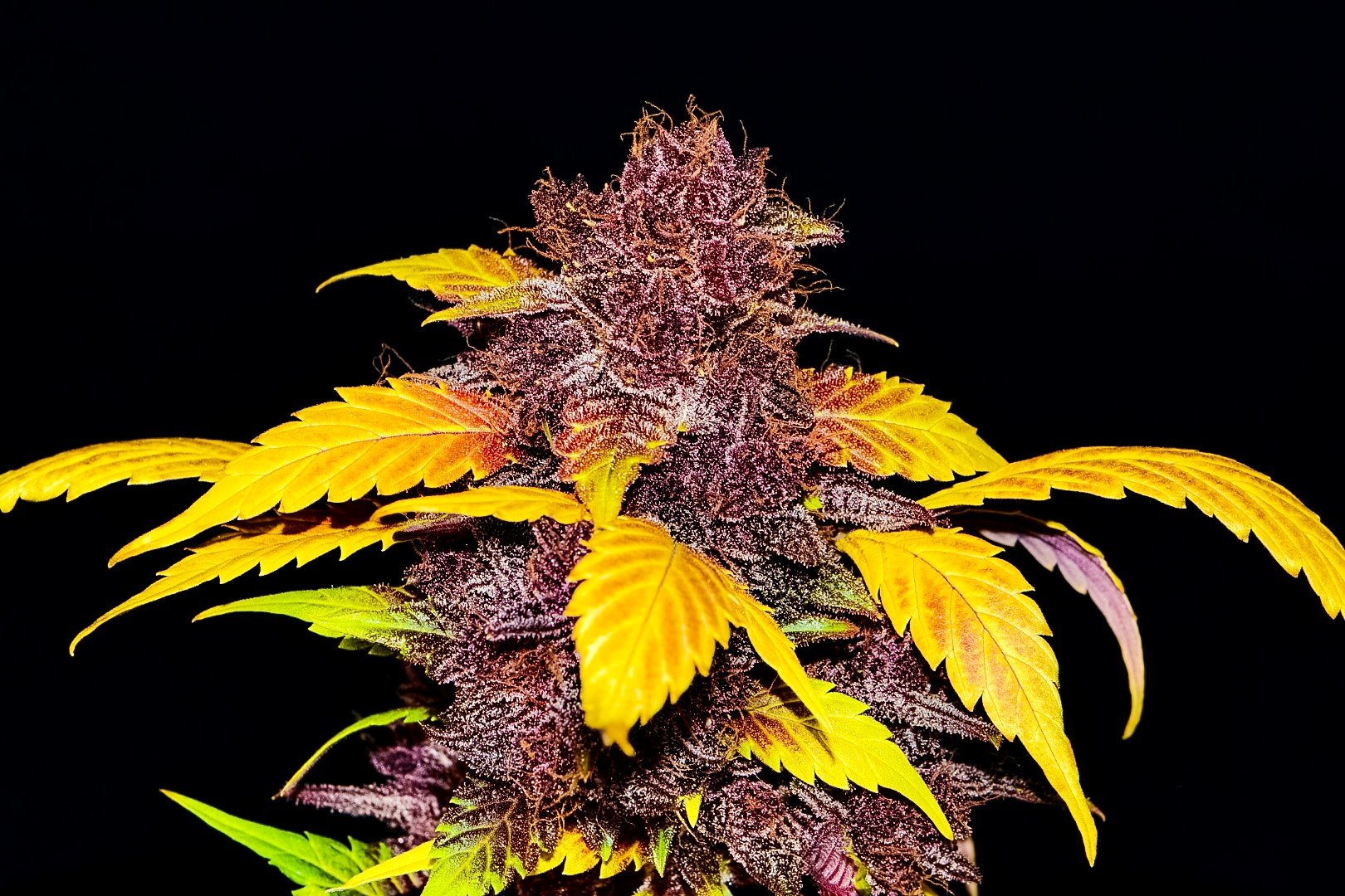 Fast Buds Purple Lemonade Auto Feminisiert Autoflower