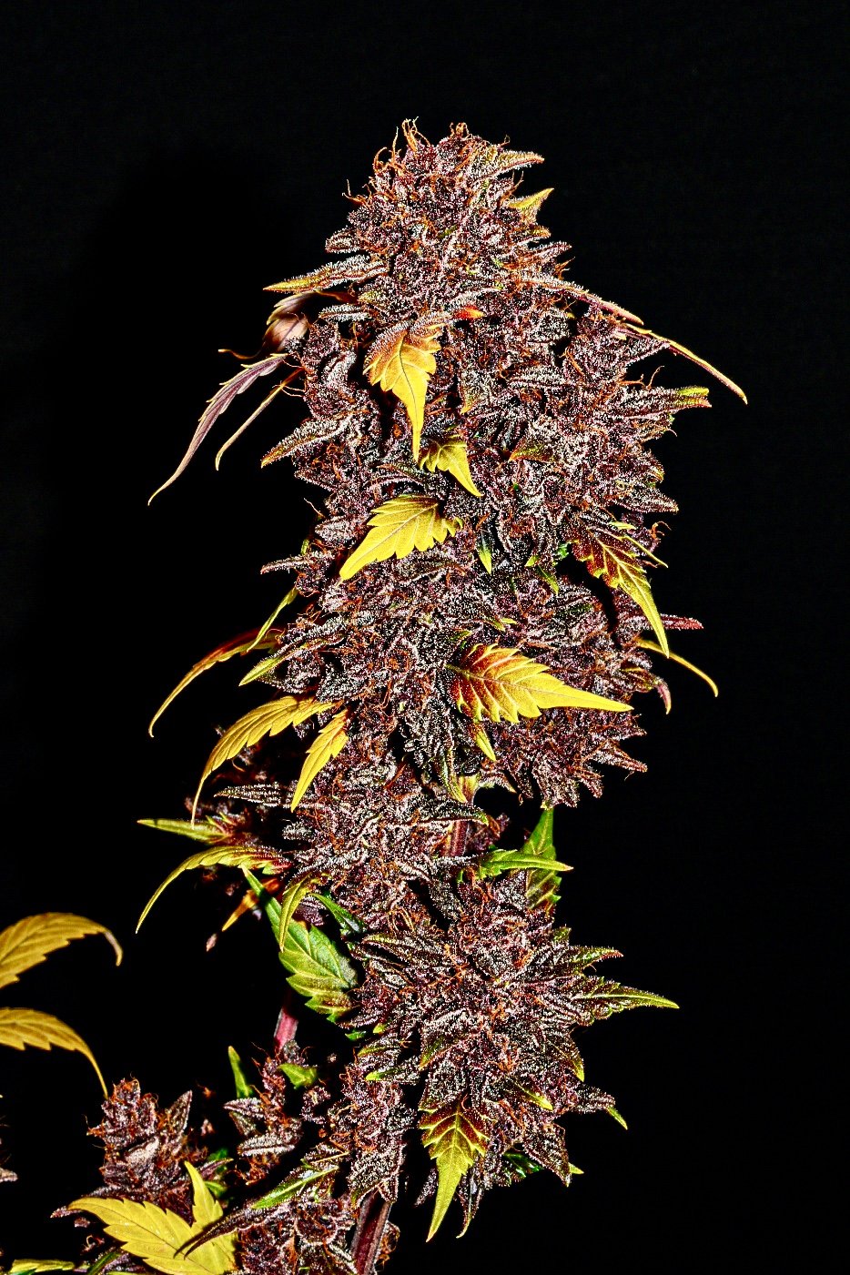 Fast Buds Purple Lemonade Auto Feminisiert Autoflower