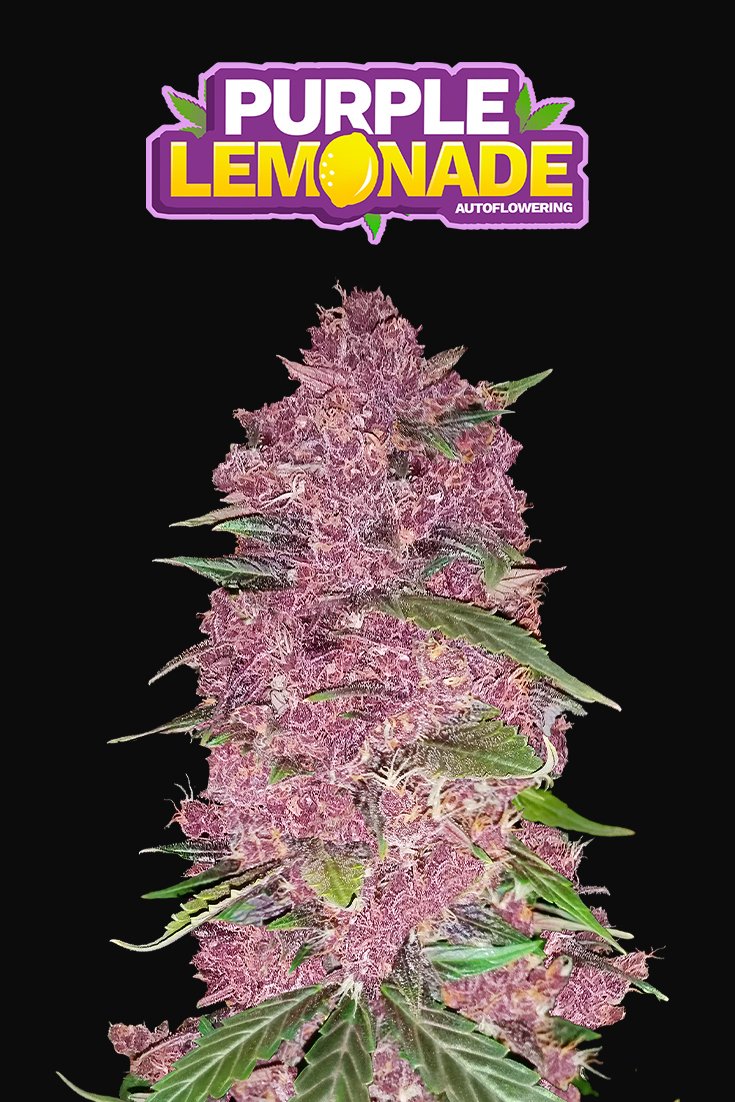 Fast Buds Purple Lemonade Auto Feminisiert Autoflower
