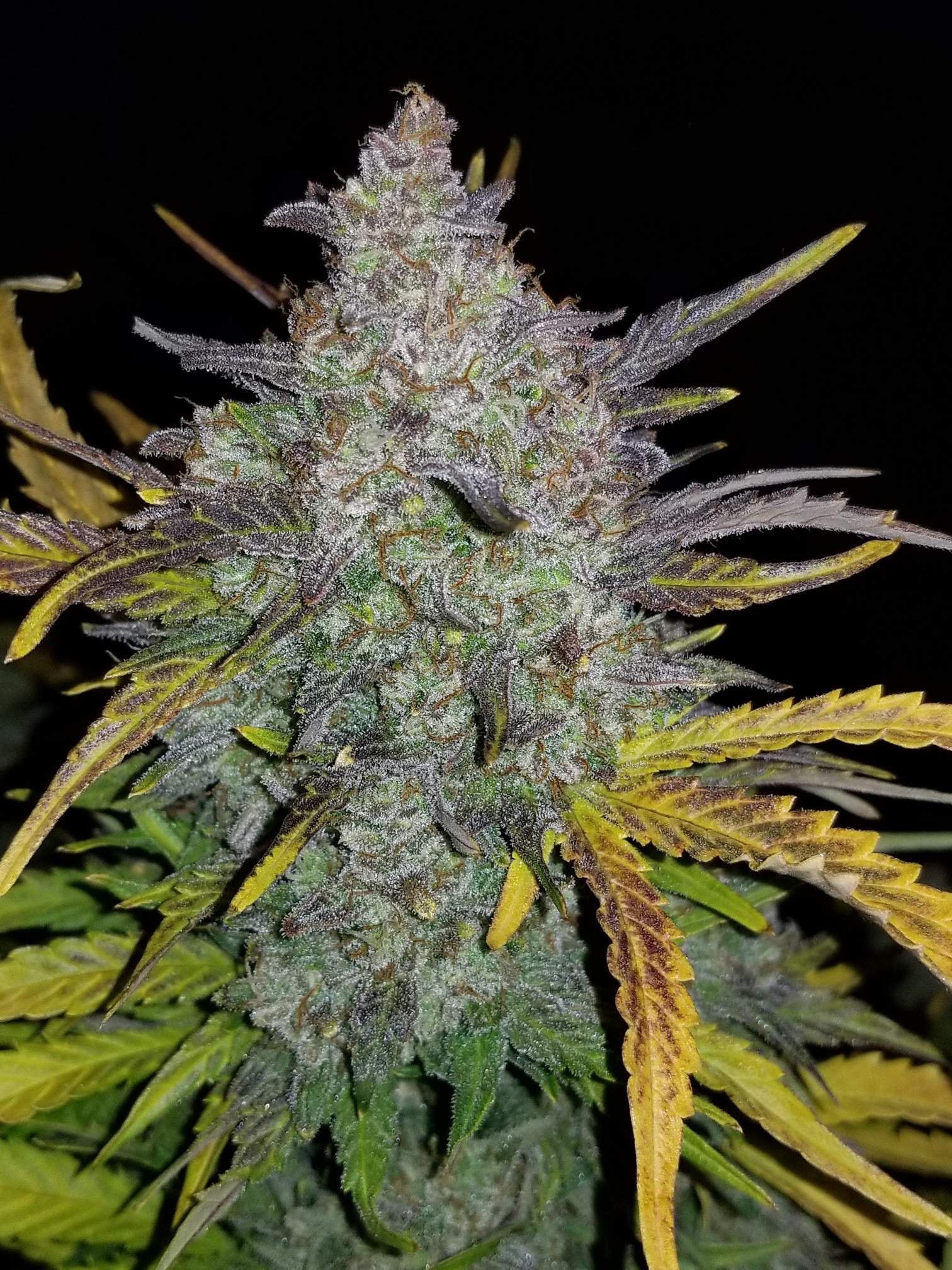 Fast Buds Rhino Ryder Auto Feminisiert Autoflower