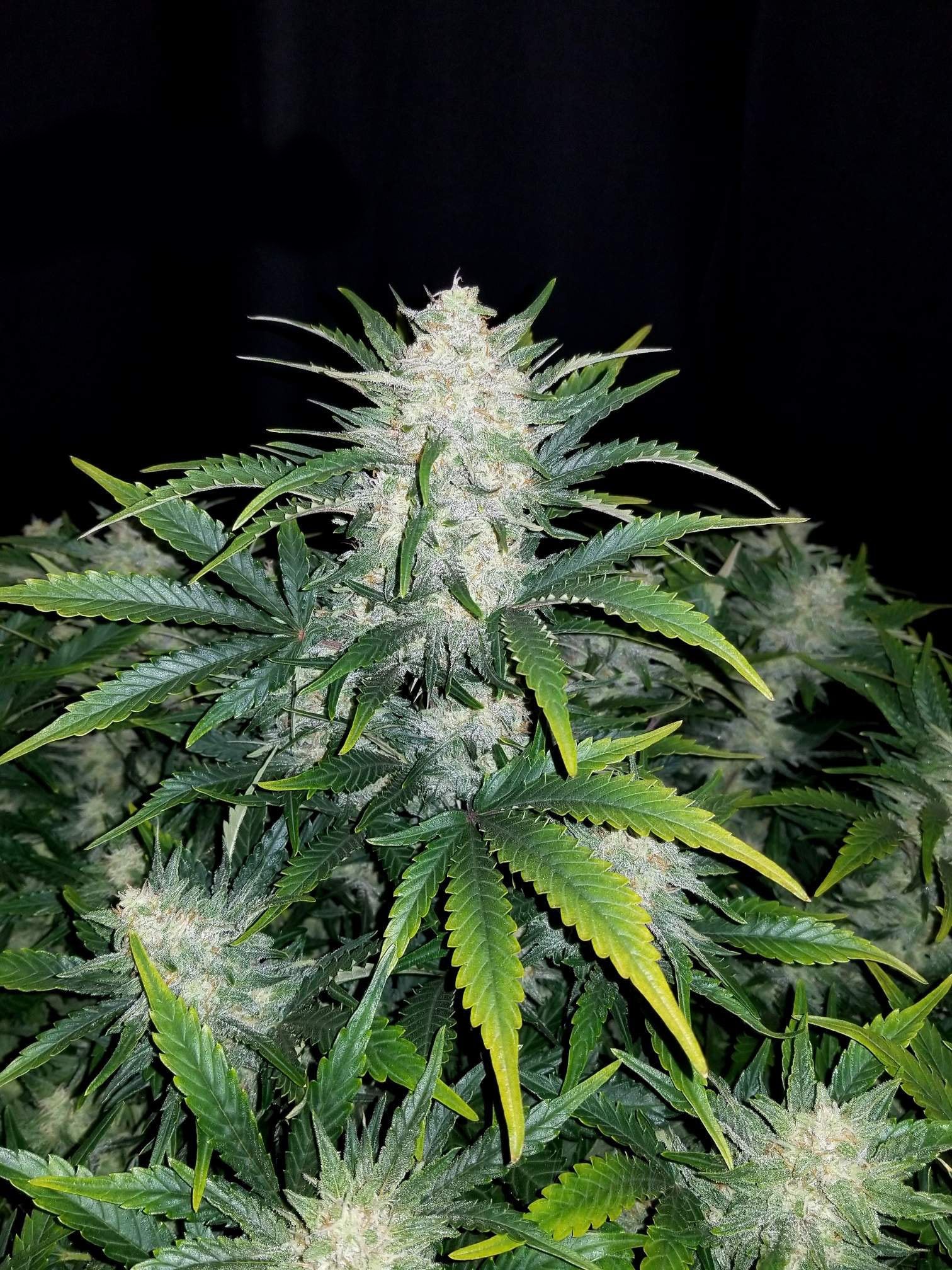 Fast Buds Rhino Ryder Auto Feminisiert Autoflower