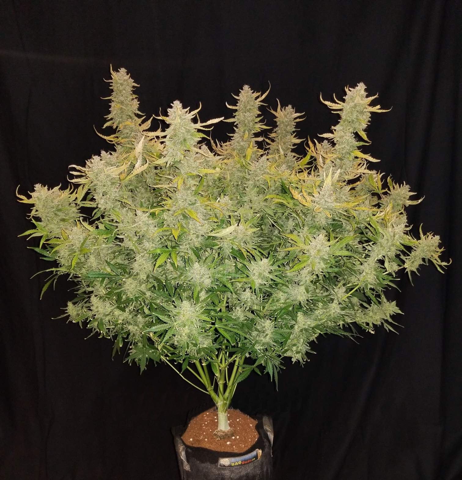 Fast Buds Rhino Ryder Auto Feminisiert Autoflower