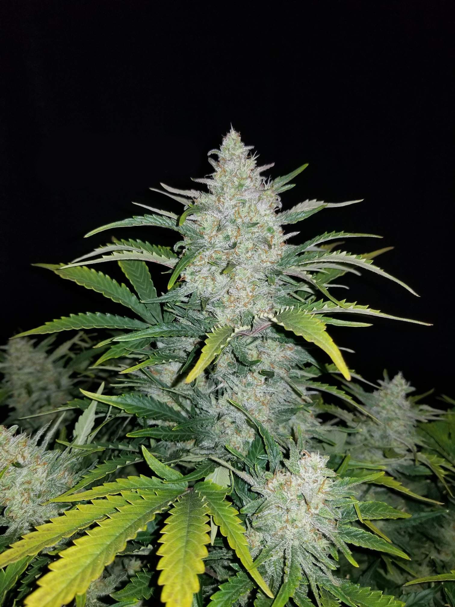 Fast Buds Rhino Ryder Auto Feminisiert Autoflower