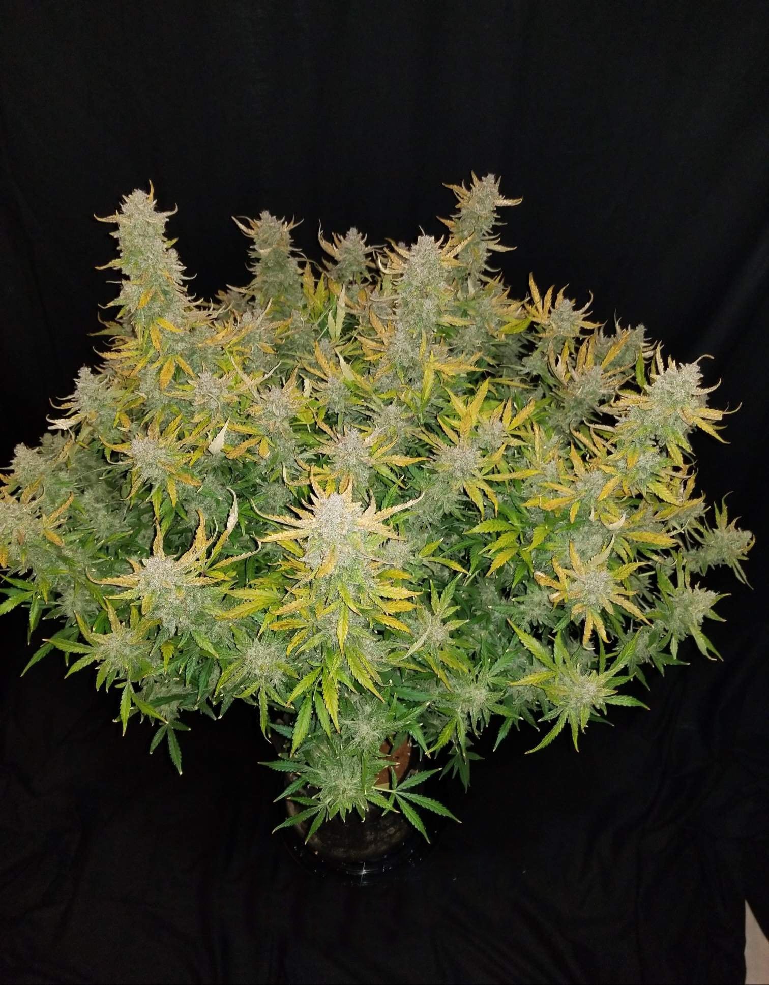 Fast Buds Rhino Ryder Auto Feminisiert Autoflower