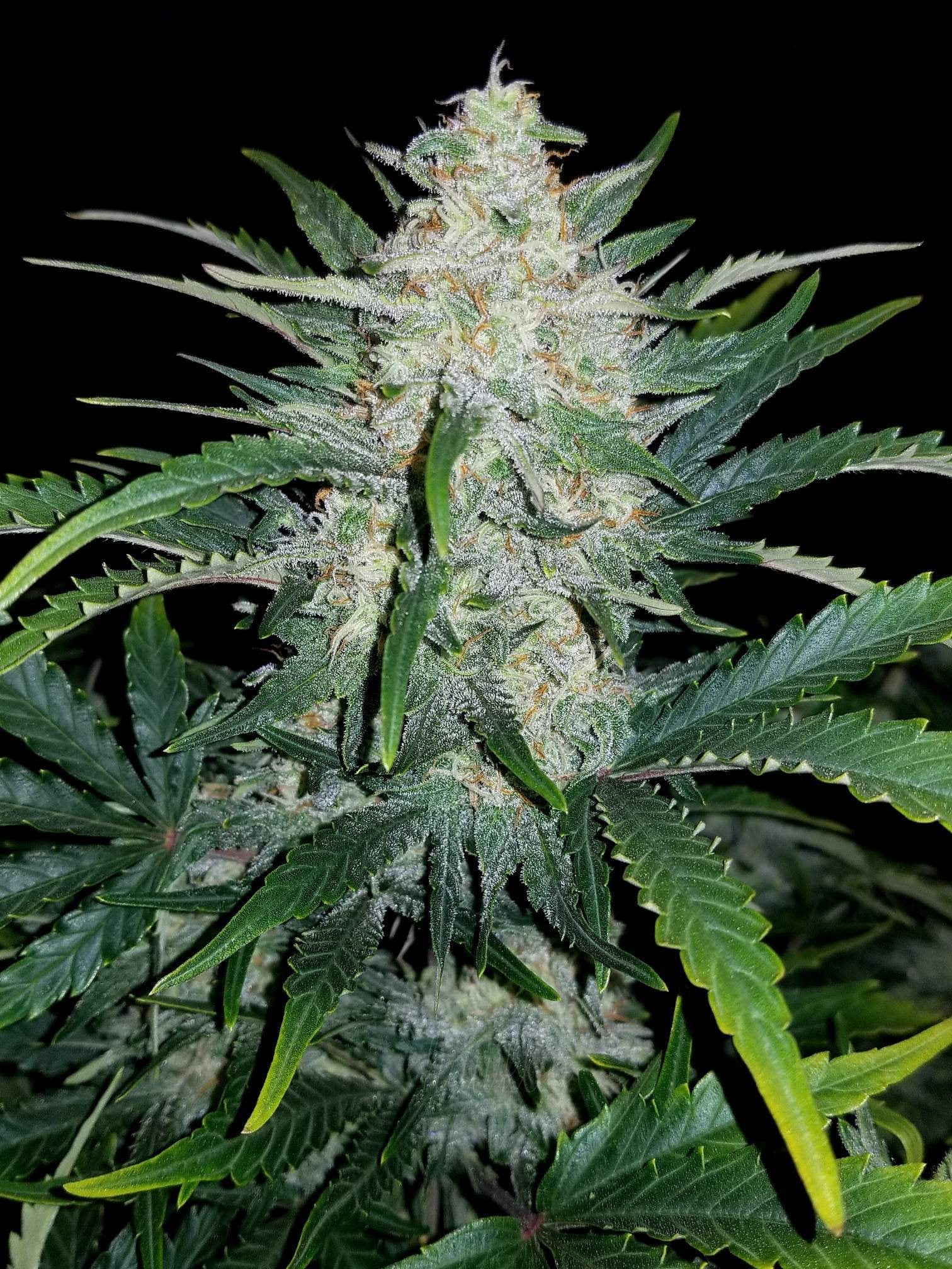 Fast Buds Rhino Ryder Auto Feminisiert Autoflower