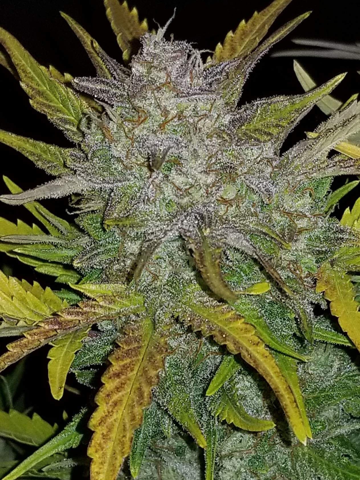 Fast Buds Rhino Ryder Auto Feminisiert Autoflower