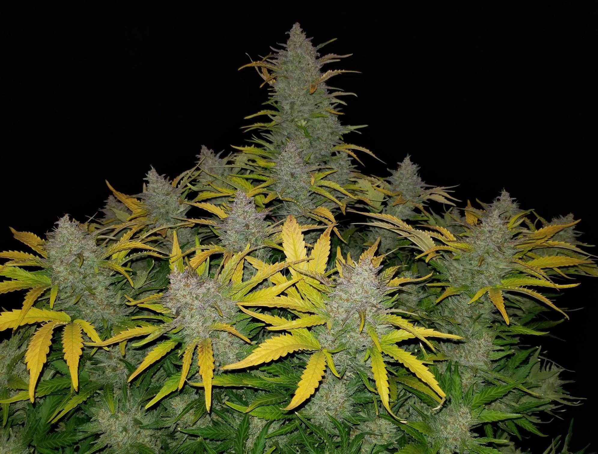 Fast Buds Rhino Ryder Auto Feminisiert Autoflower