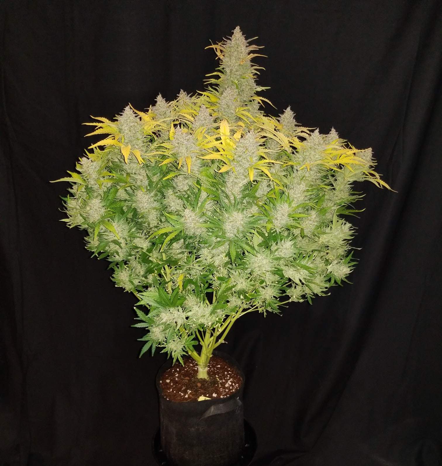 Fast Buds Rhino Ryder Auto Feminisiert Autoflower