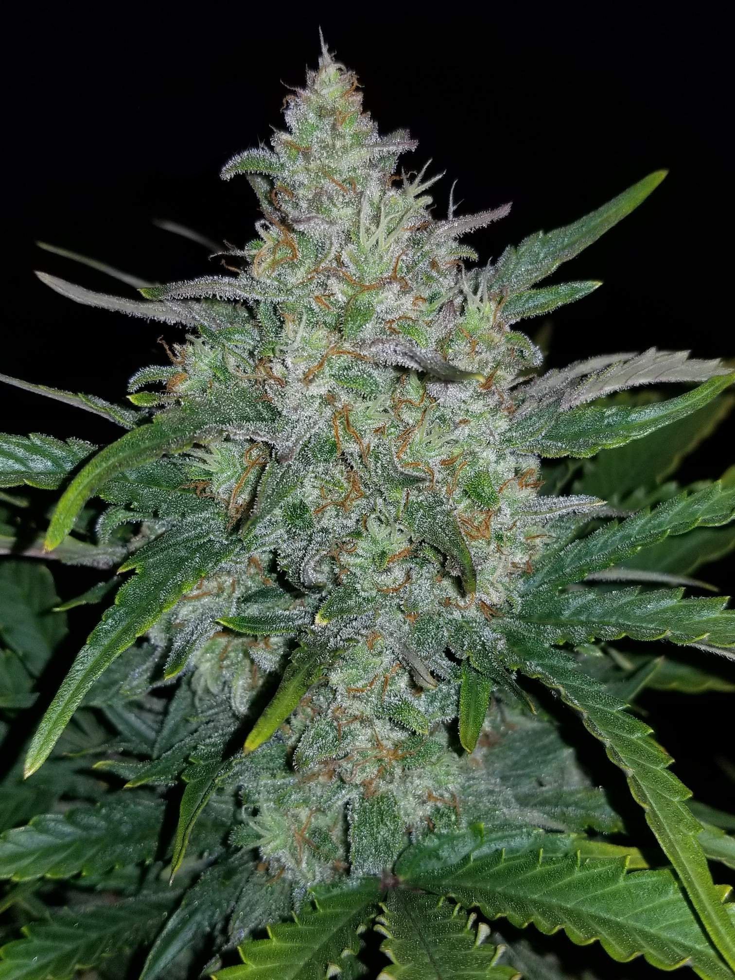 Fast Buds Rhino Ryder Auto Feminisiert Autoflower