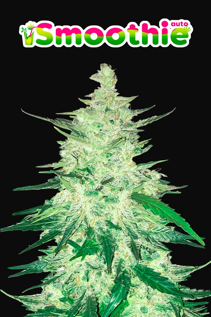 Fast Buds Smoothie Auto Feminisiert Autoflower