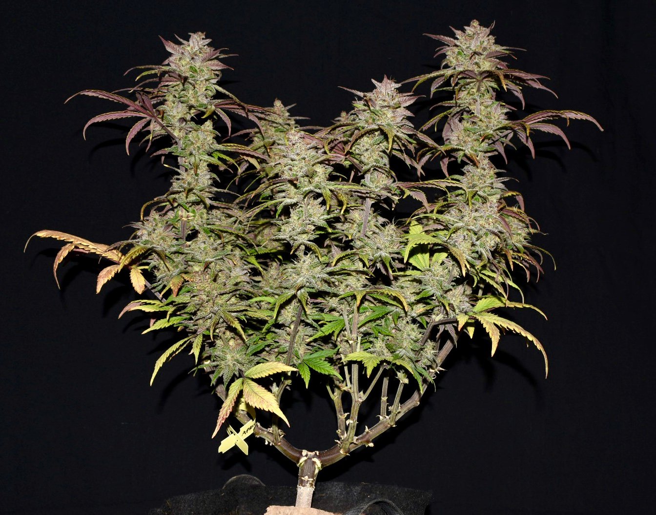 Fast Buds Smoothie Auto Feminisiert Autoflower