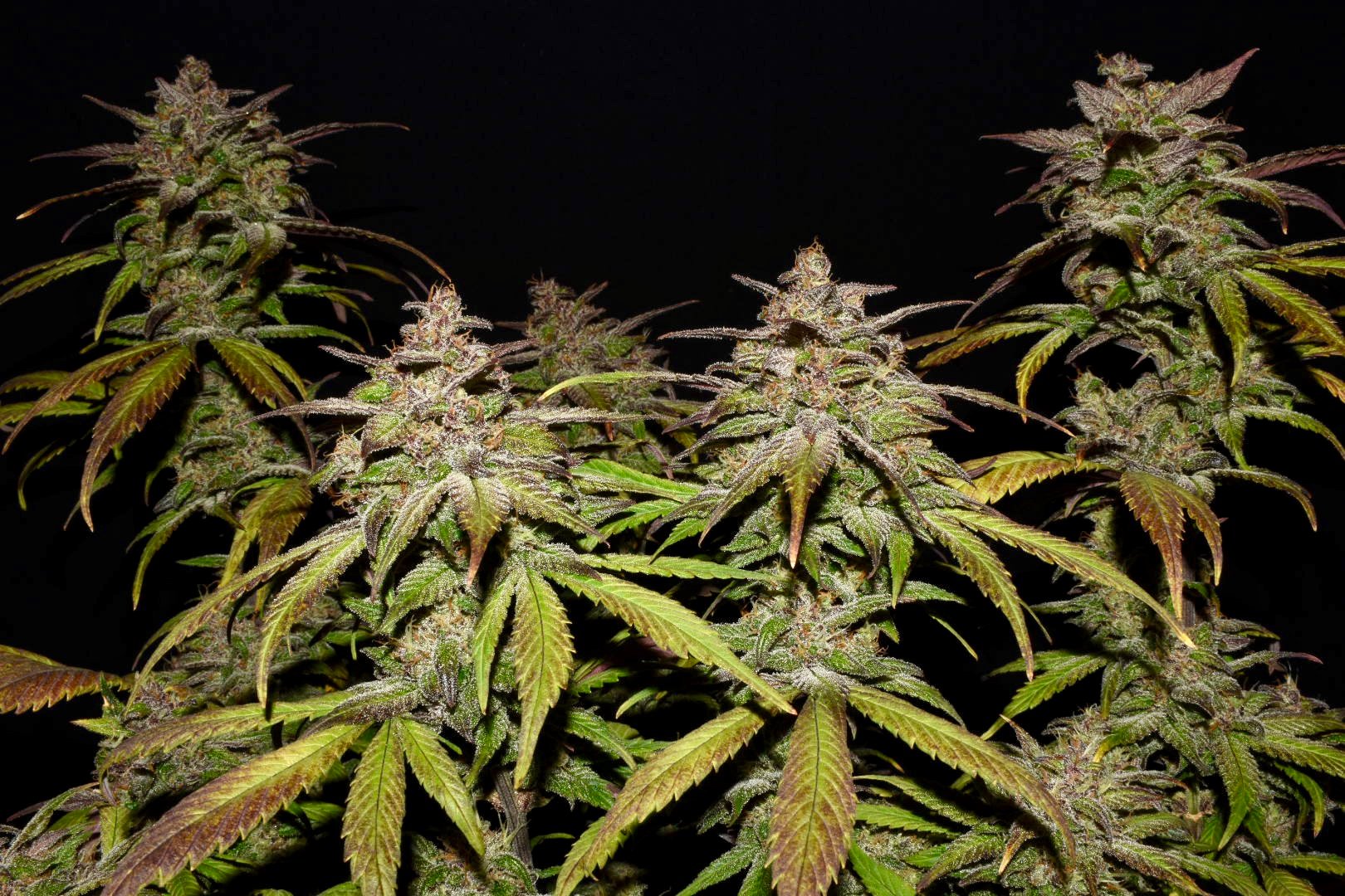 Fast Buds Smoothie Auto Feminisiert Autoflower