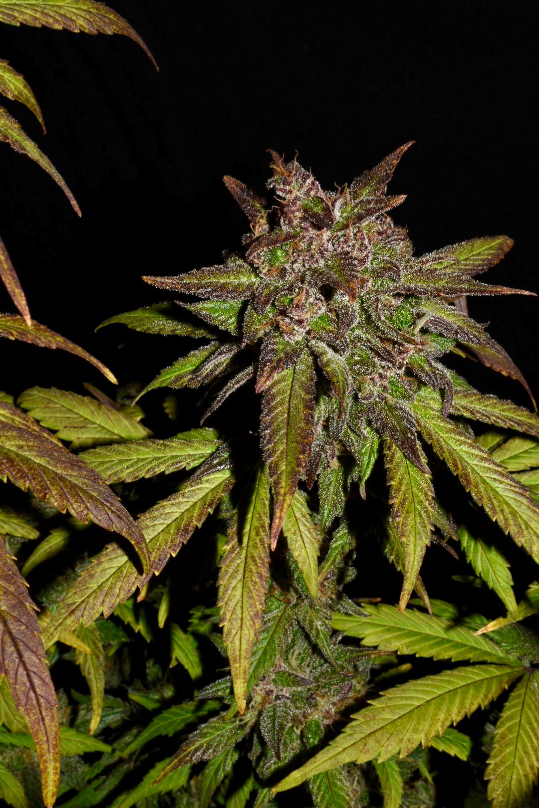 Fast Buds Smoothie Auto Feminisiert Autoflower