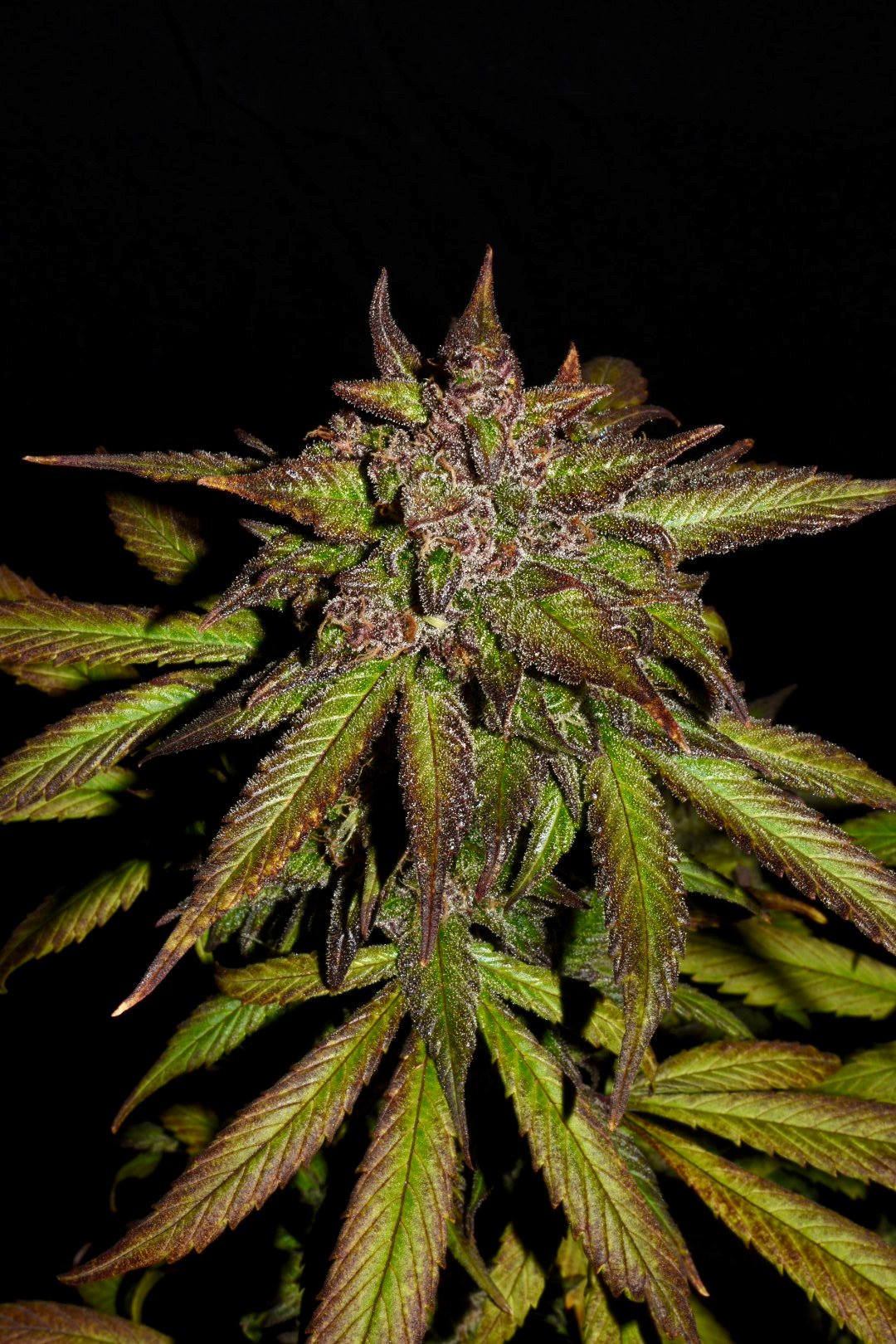 Fast Buds Smoothie Auto Feminisiert Autoflower