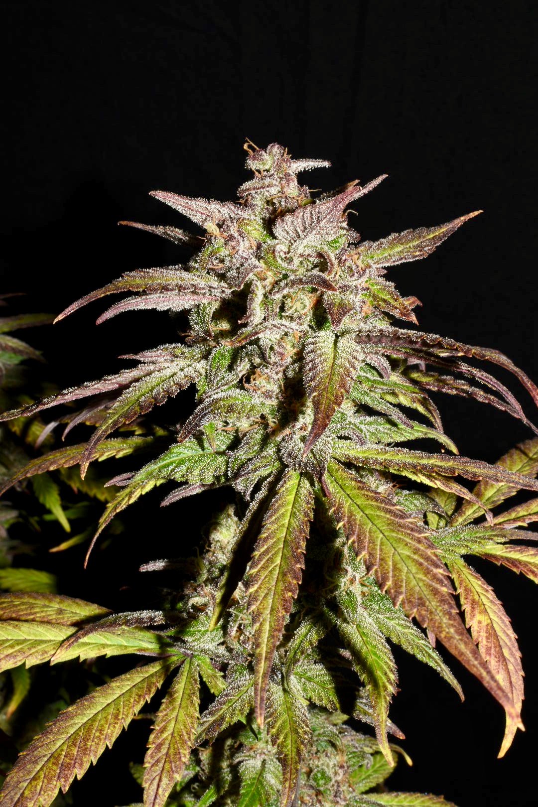 Fast Buds Smoothie Auto Feminisiert Autoflower