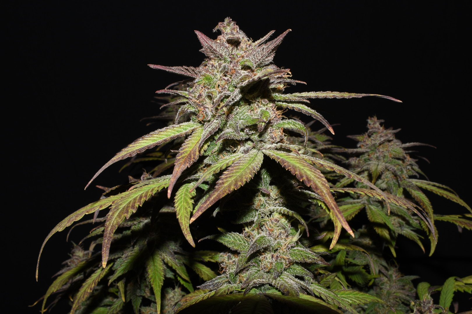 Fast Buds Smoothie Auto Feminisiert Autoflower