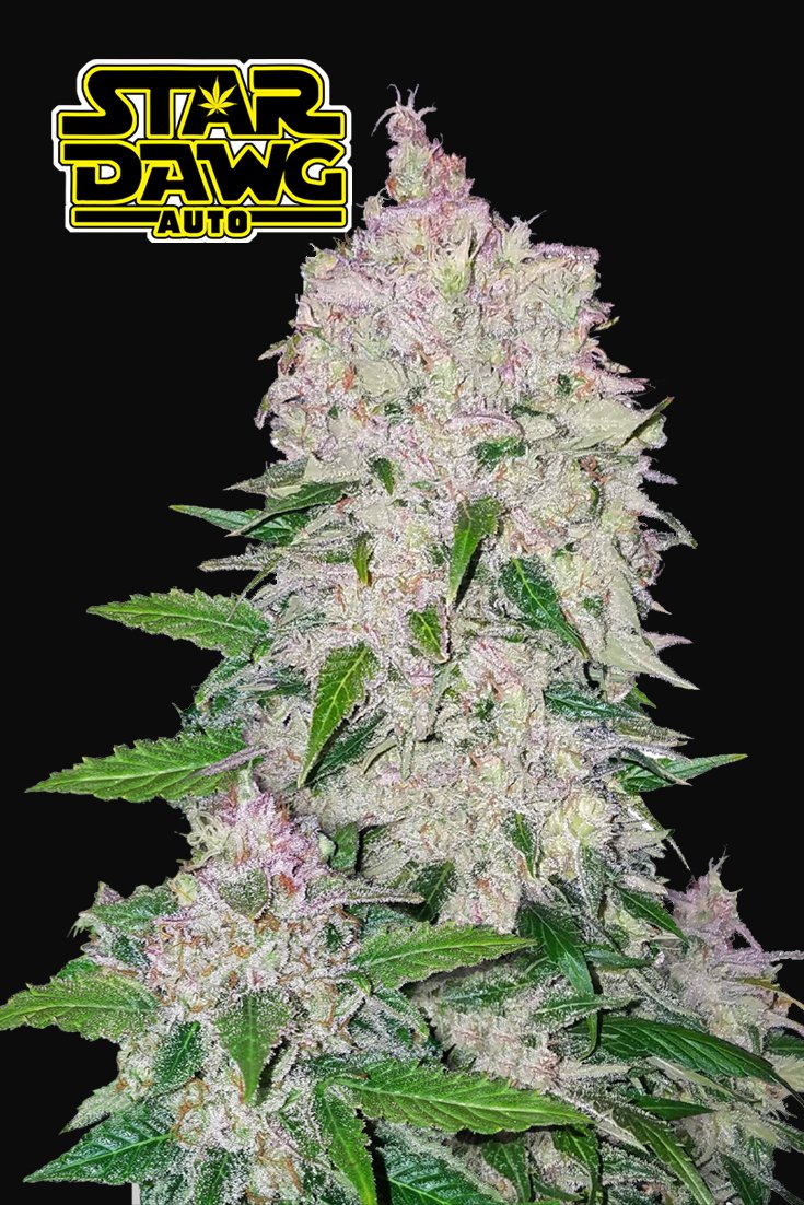 Fast Buds Stardawg Auto Feminisiert Autoflower