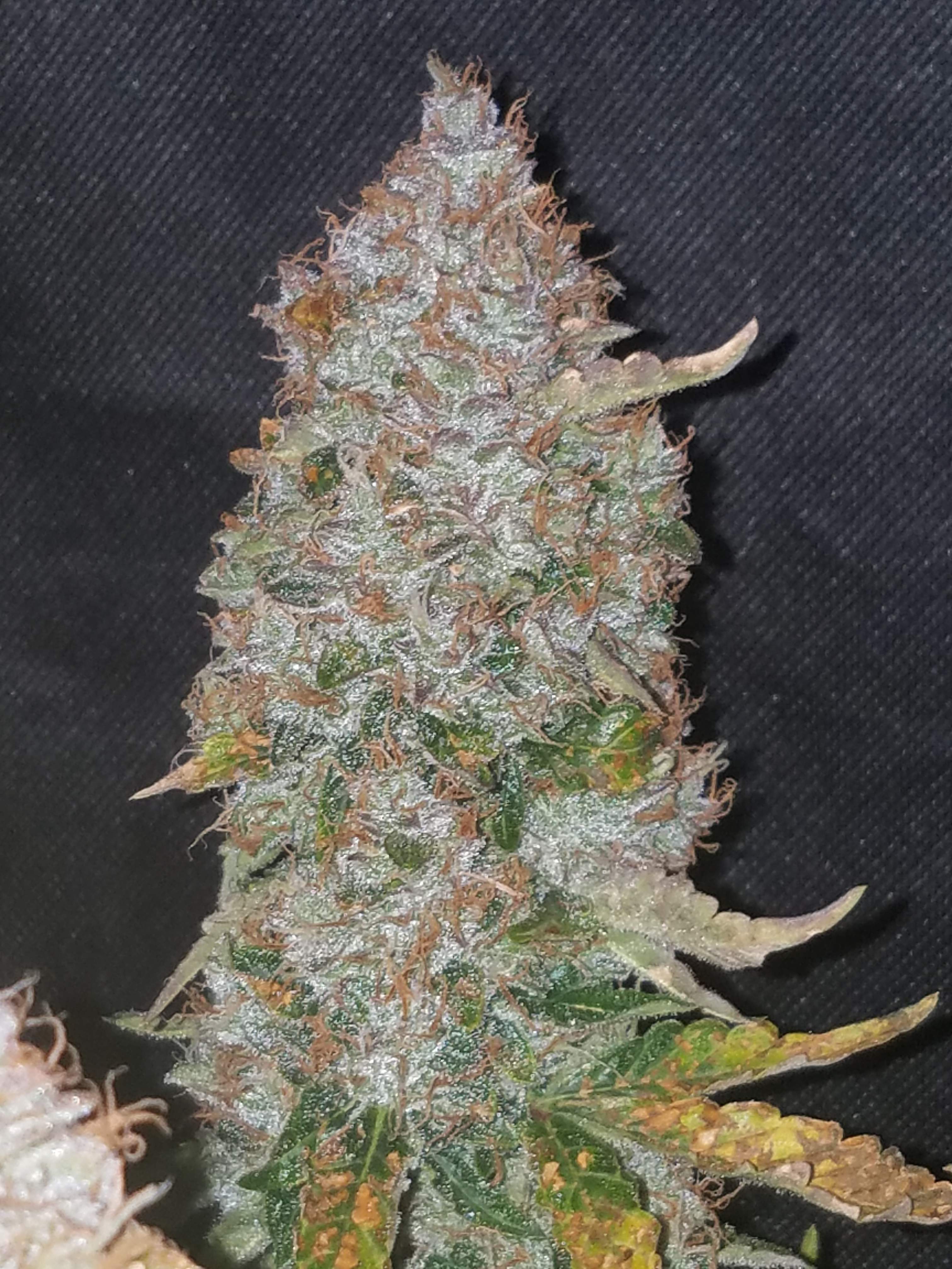 Fast Buds Stardawg Auto Feminisiert Autoflower