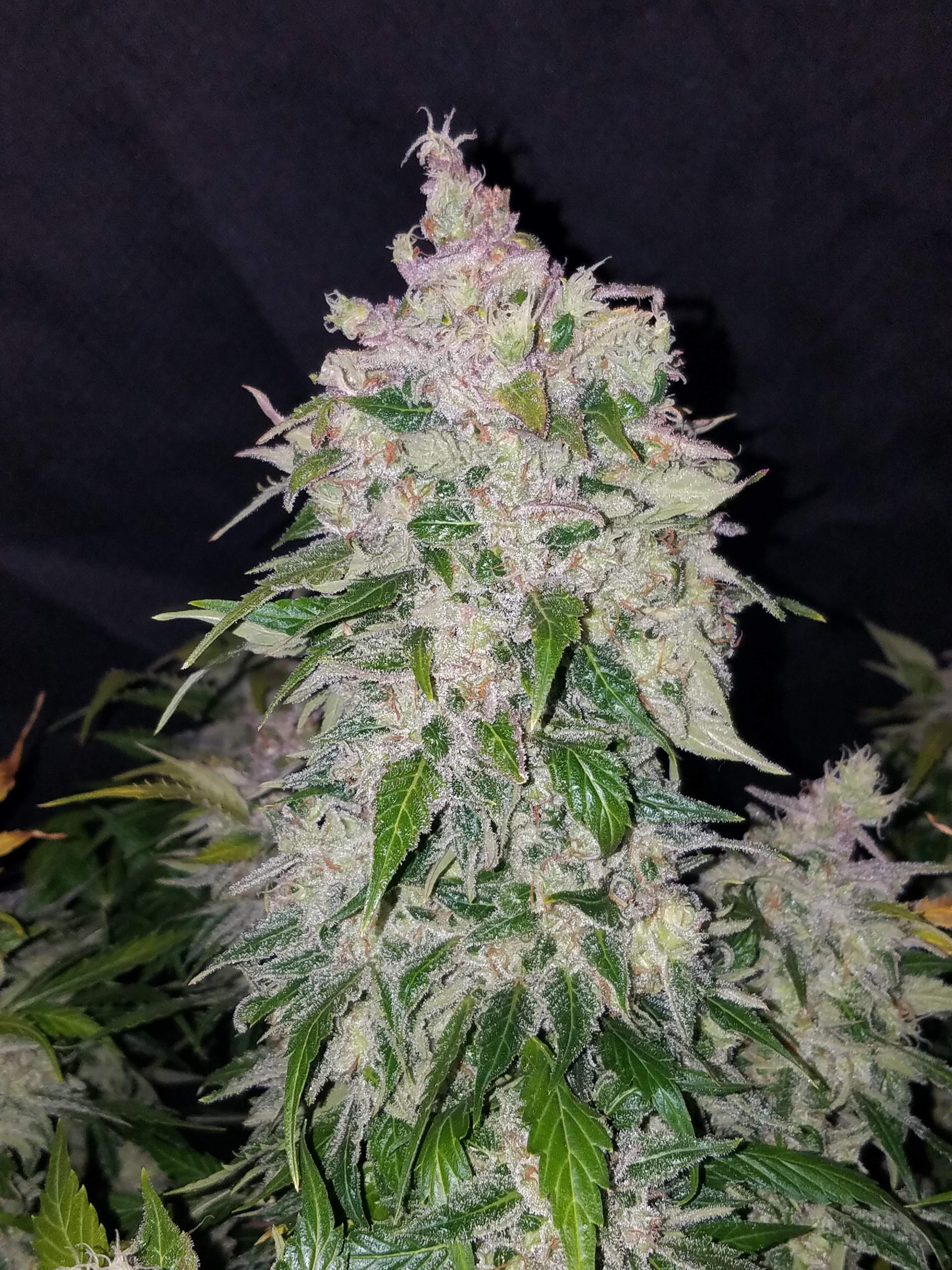 Fast Buds Stardawg Auto Feminisiert Autoflower