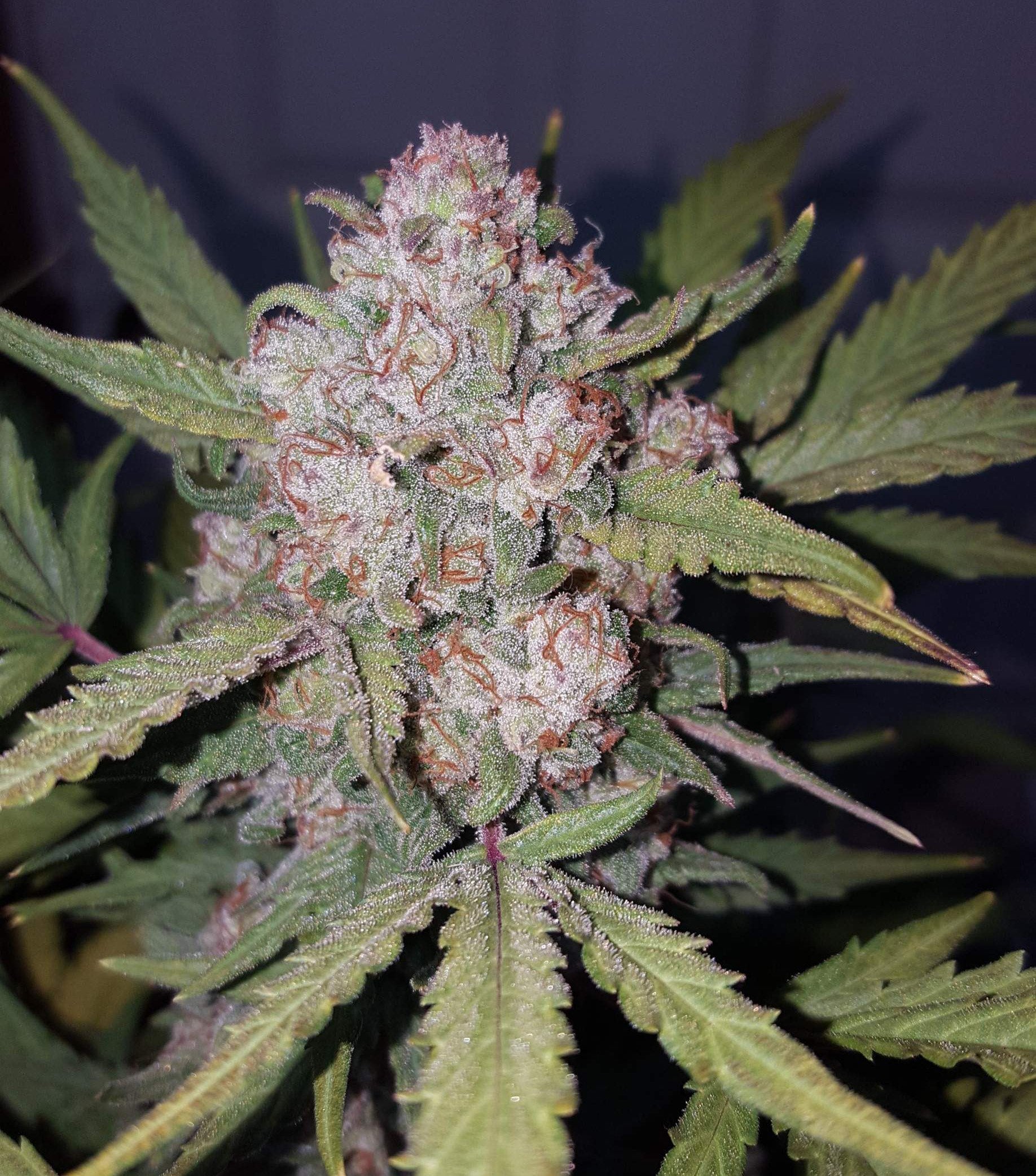 Fast Buds Stardawg Auto Feminisiert Autoflower