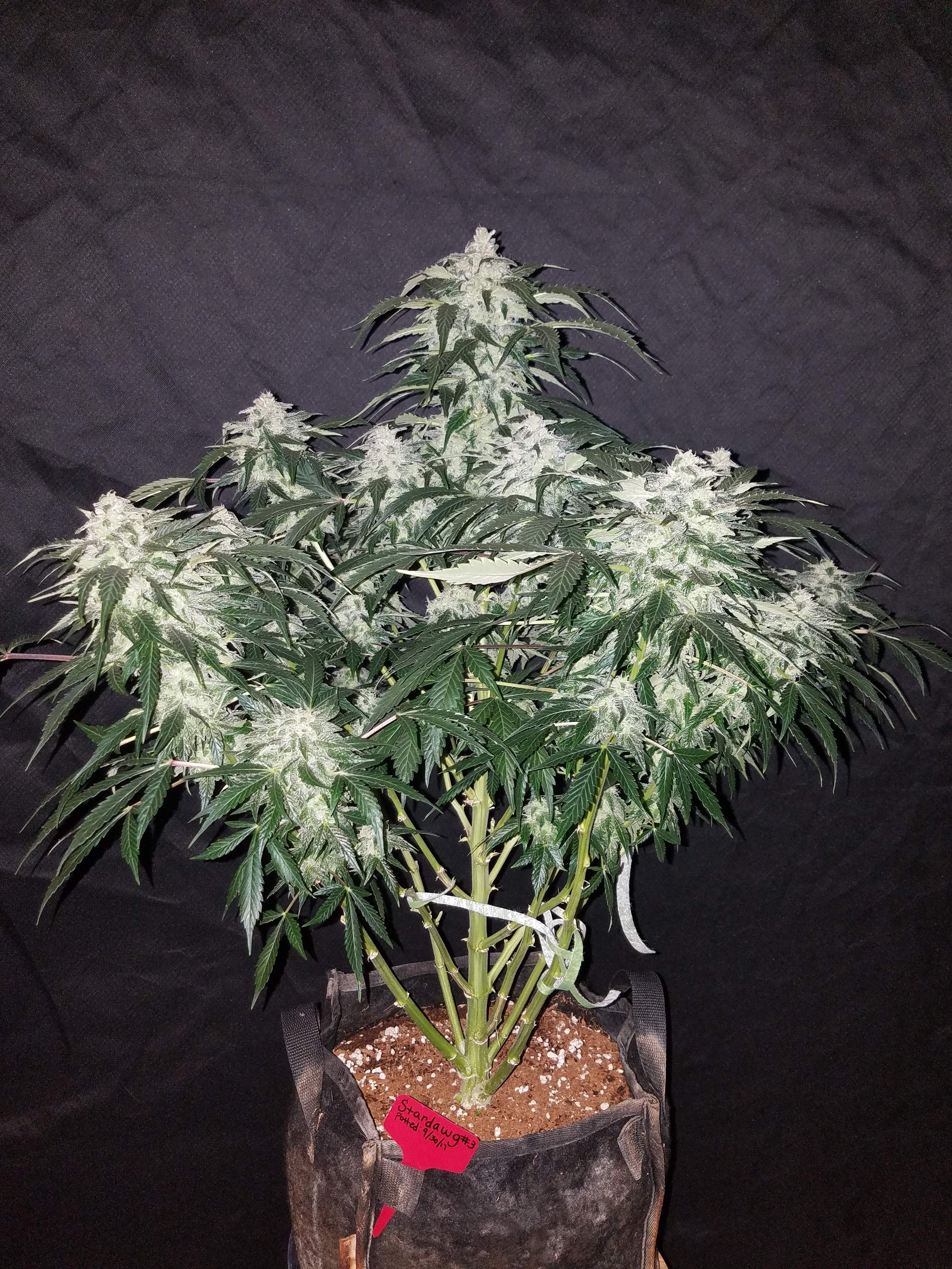 Fast Buds Stardawg Auto Feminisiert Autoflower