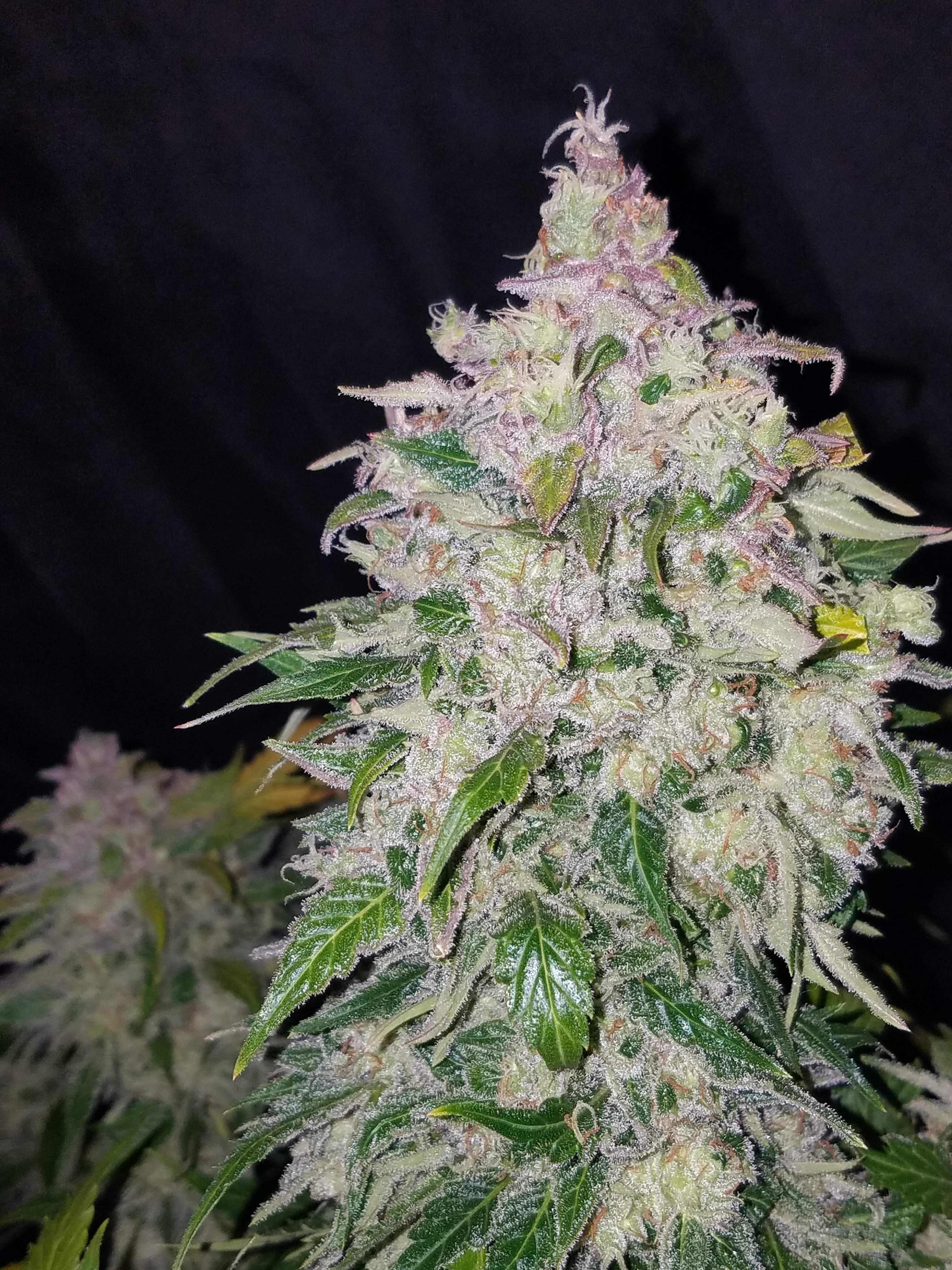 Fast Buds Stardawg Auto Feminisiert Autoflower