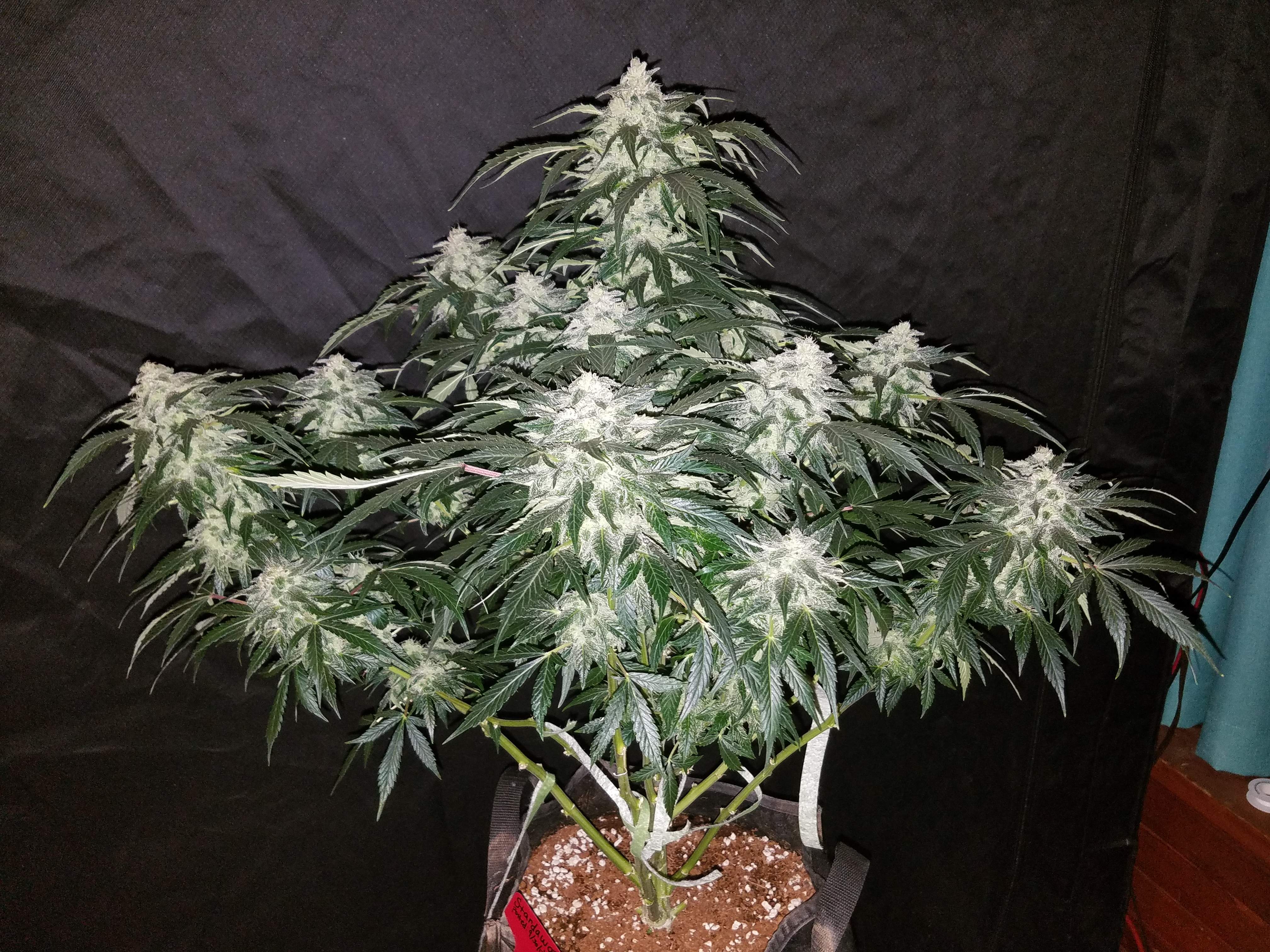 Fast Buds Stardawg Auto Feminisiert Autoflower