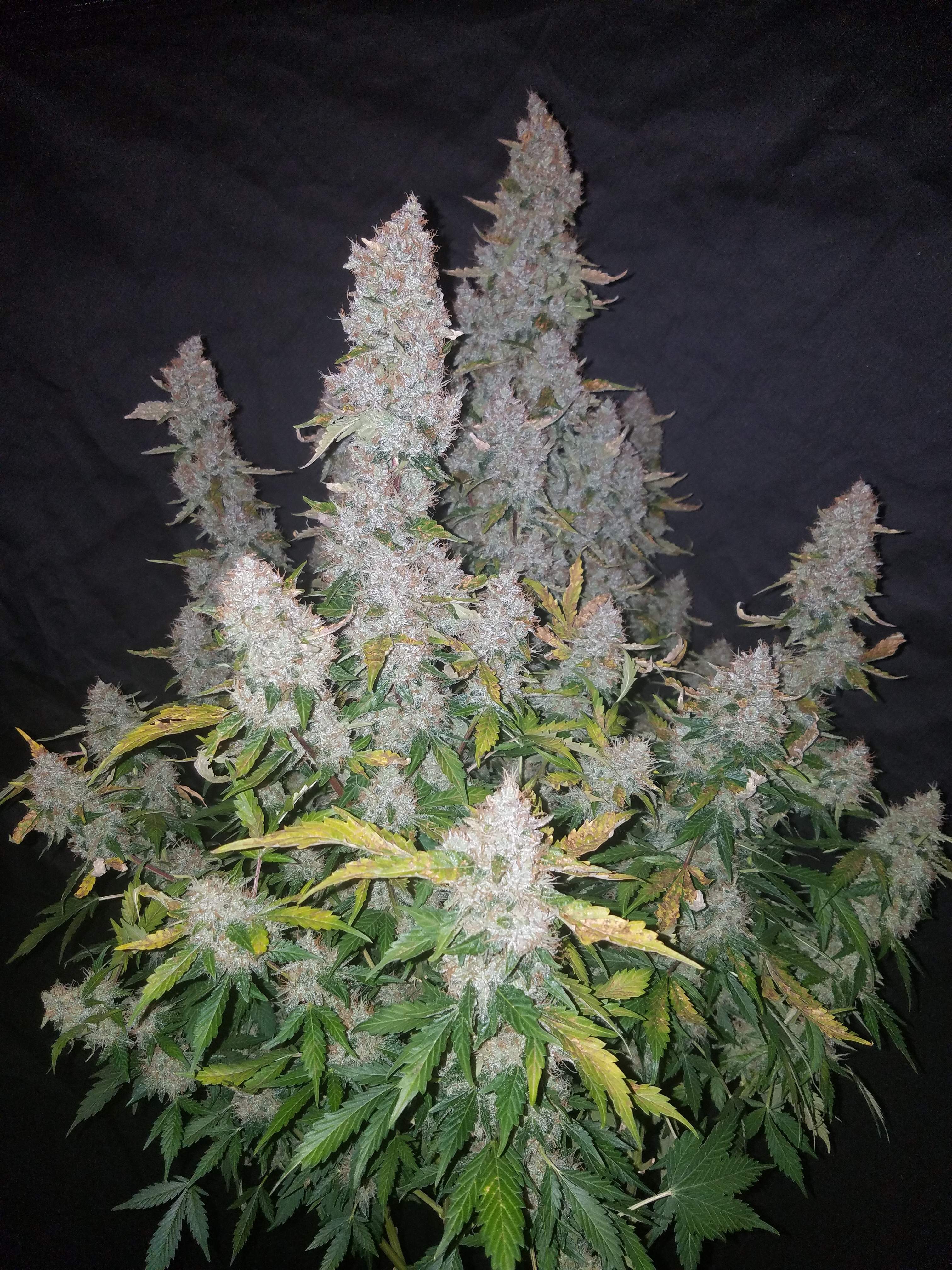 Fast Buds Stardawg Auto Feminisiert Autoflower