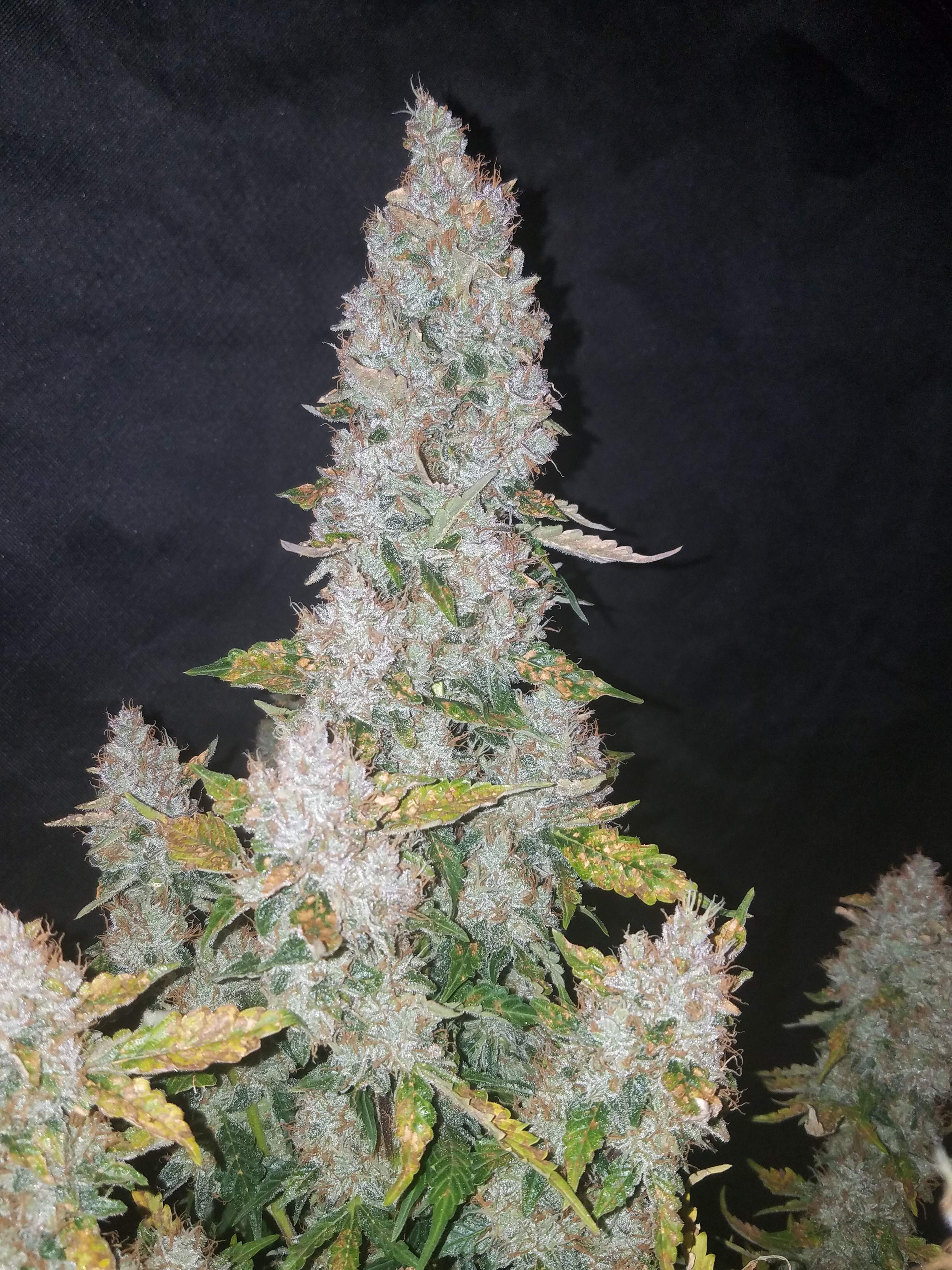 Fast Buds Stardawg Auto Feminisiert Autoflower