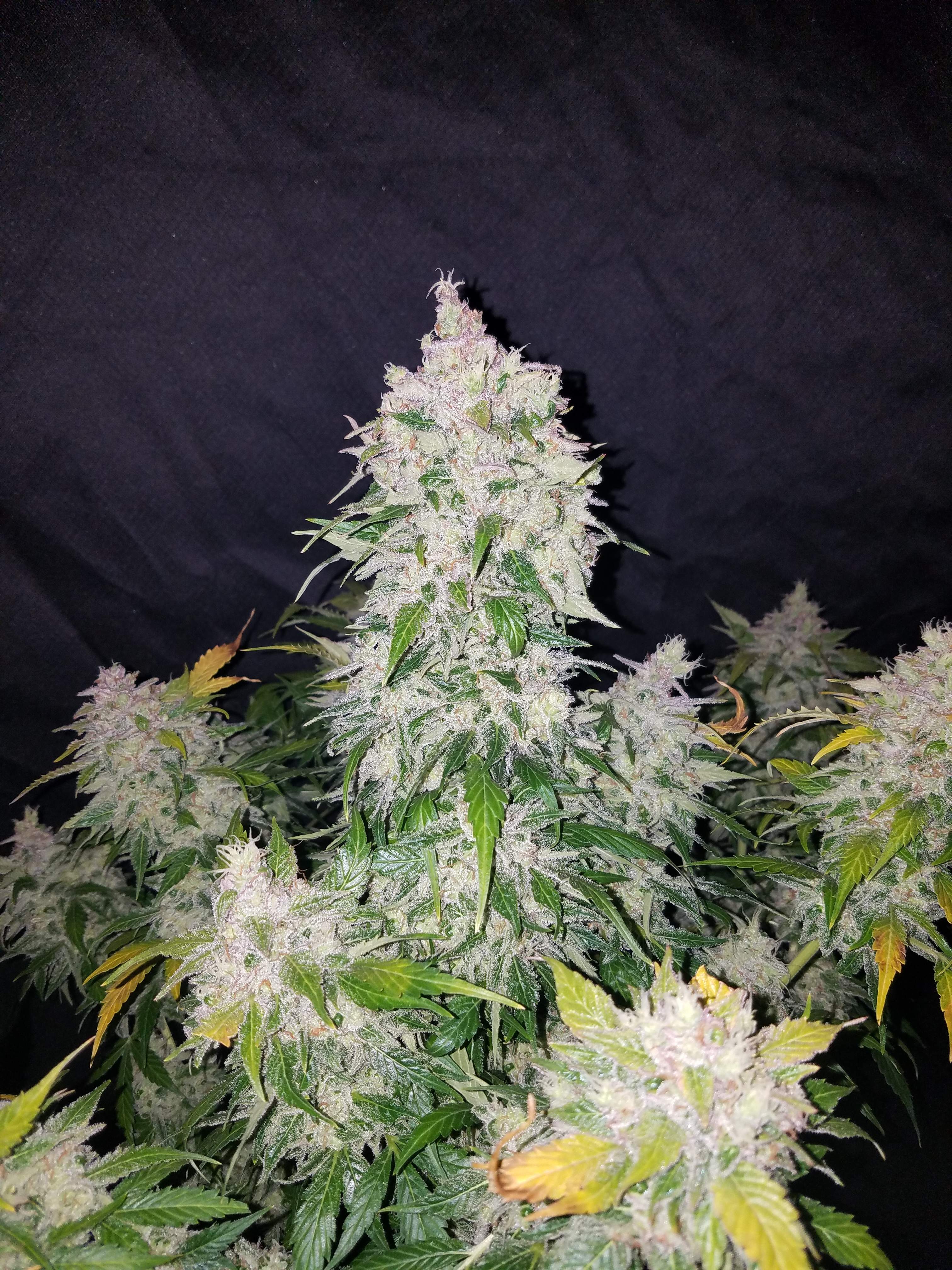 Fast Buds Stardawg Auto Feminisiert Autoflower